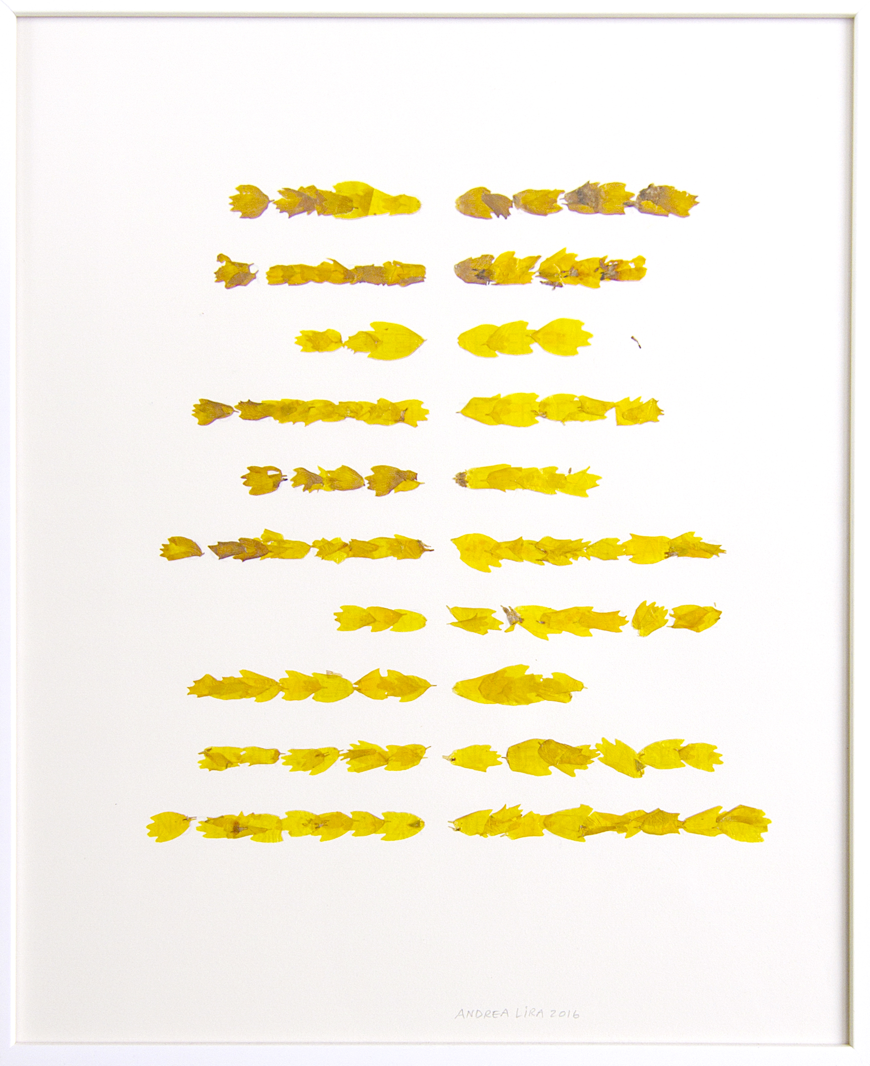 Title: Yellow Poem, from the series "Drawing on Nature" 2015, Petals over paper. 14"x17