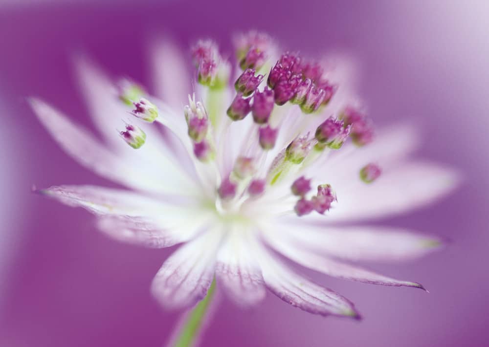 Nr. 38 Sterndolde, wieder lieferbar!