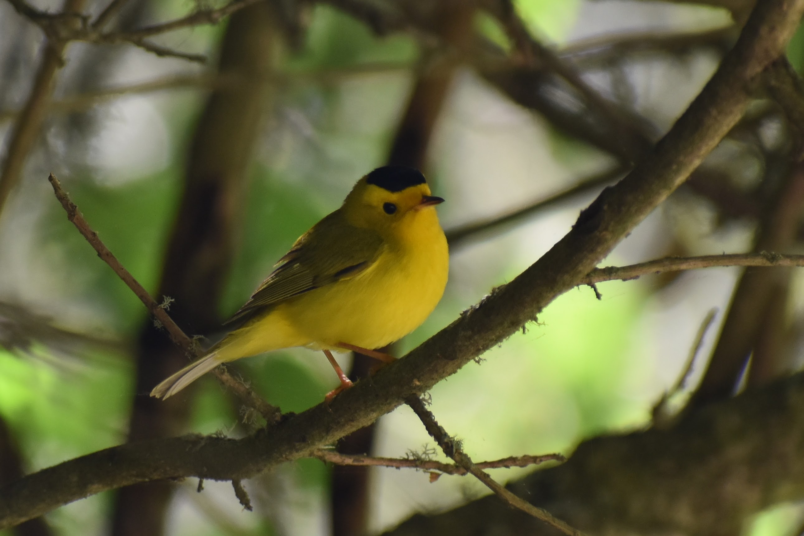 Wilson's Warbler, Oakland, CA