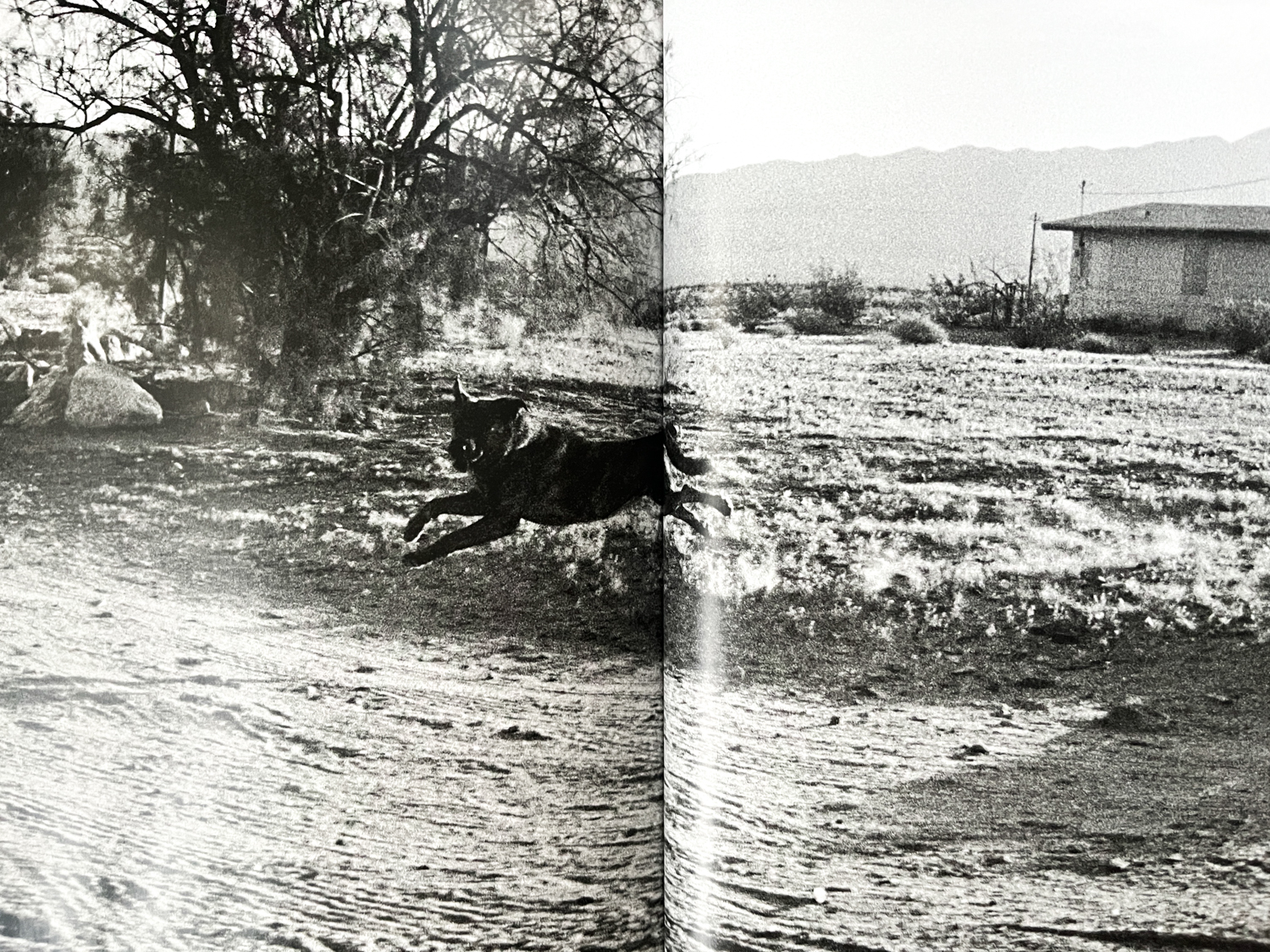 Dogs Chasing My Car in the Desert - John Divola ($220) - In Form