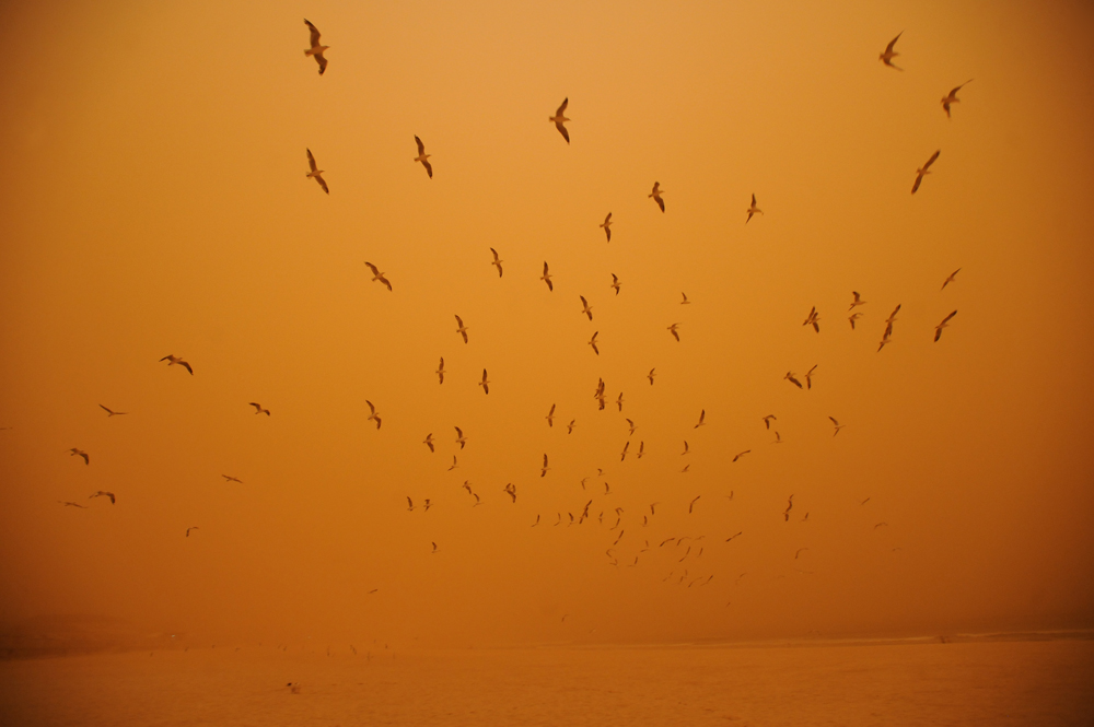 Dust Storm, Bondi Beach 2010