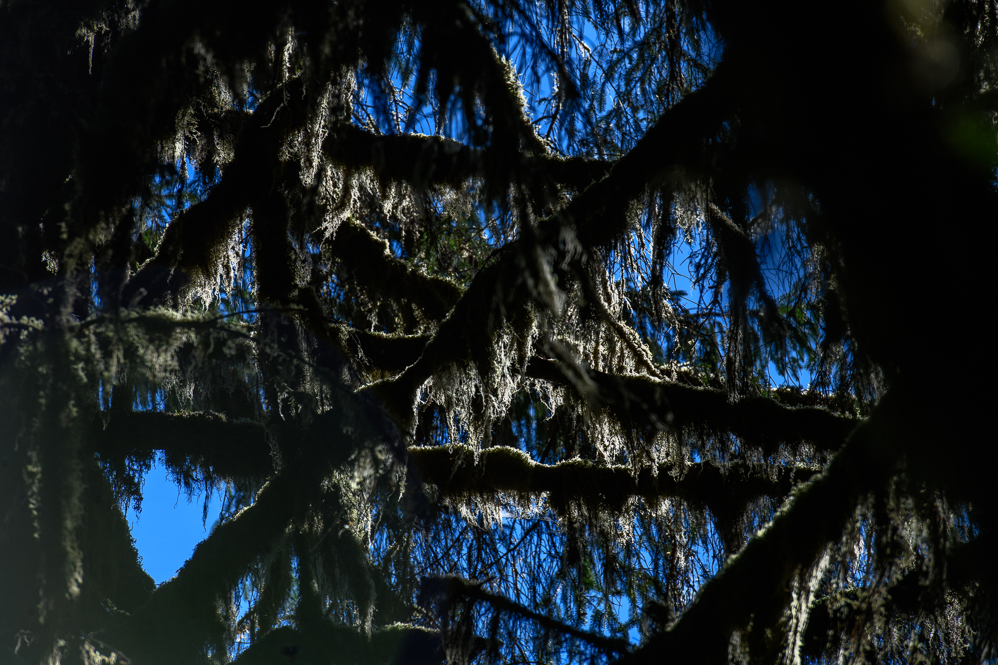 How rain forest. Pacifique 