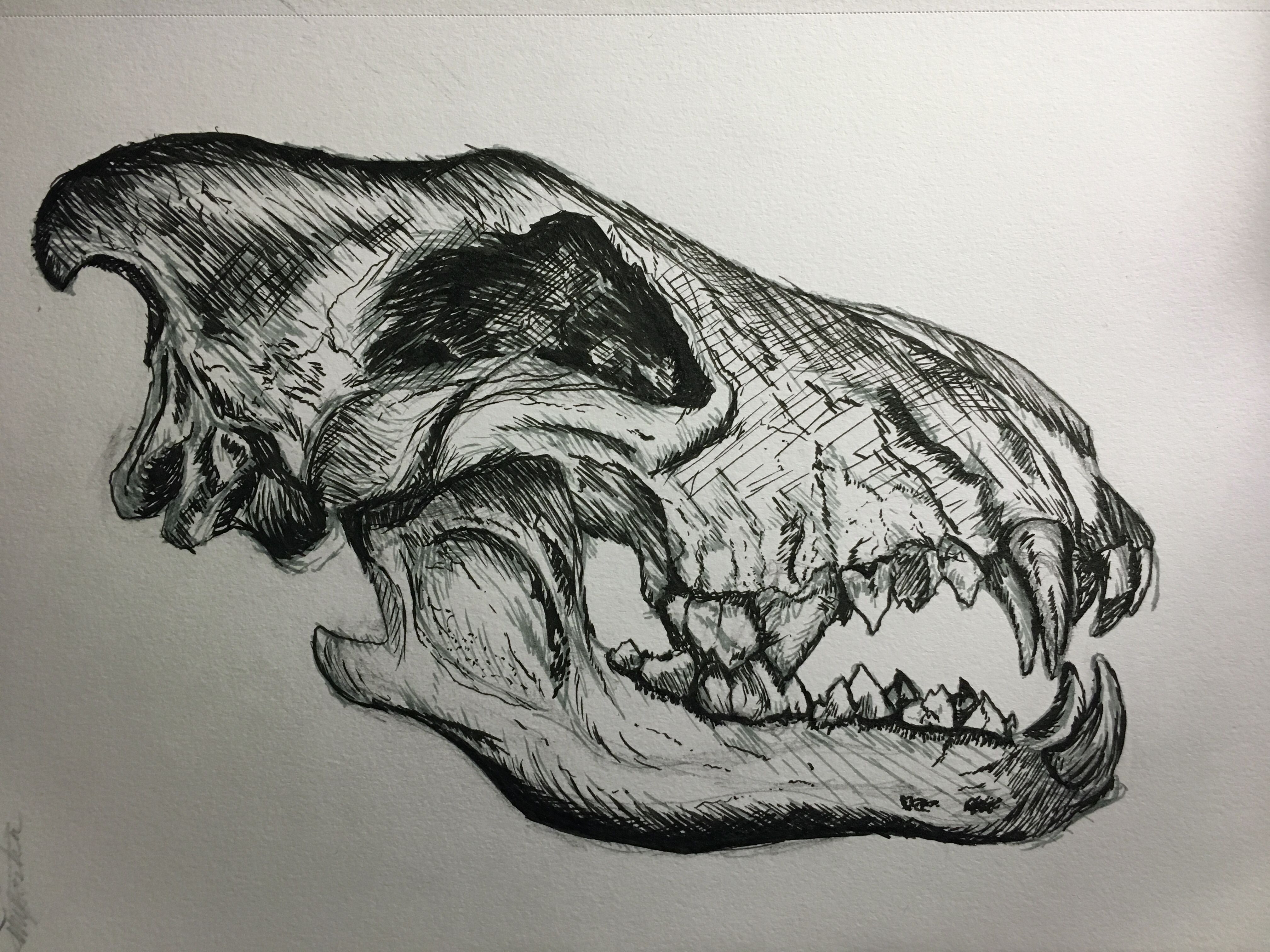 Day 5: Wolf Skull // Skulltober