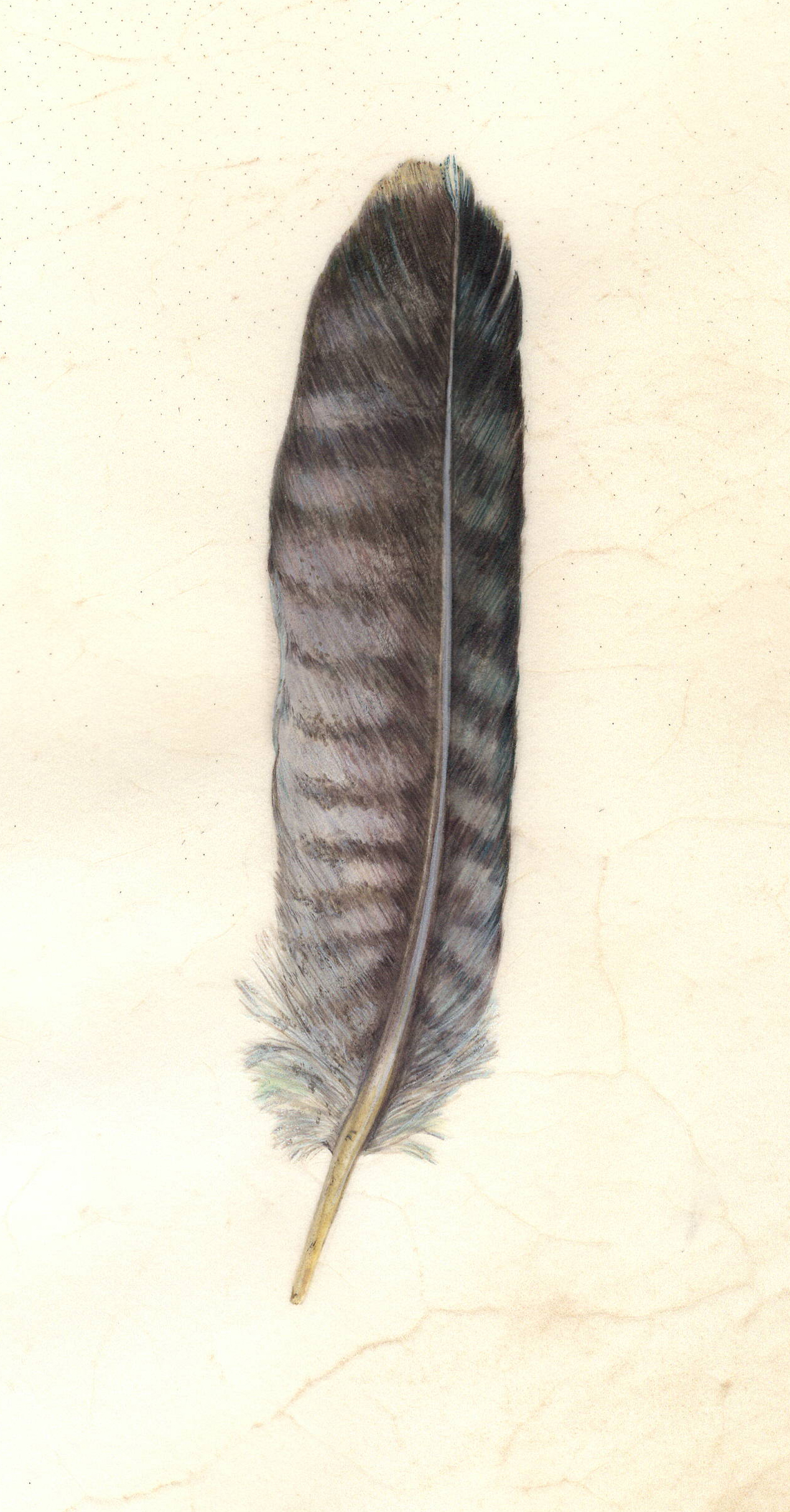 Peregrine feather