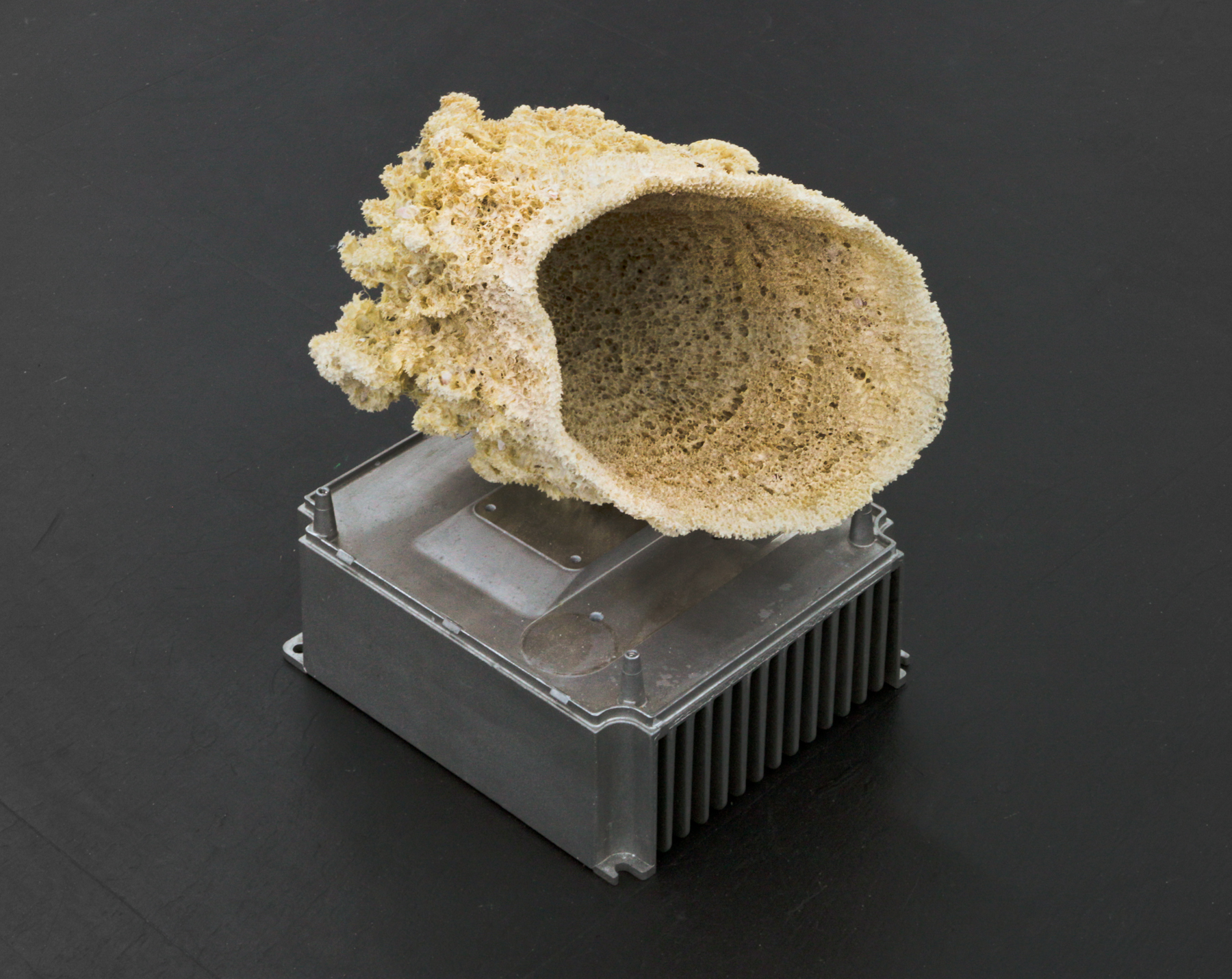 Time is the fire in which we burn, 2018, aluminum heat sink, sea cap sponge, 12 x 8 x 7 (28 x 18 x 20 cm)