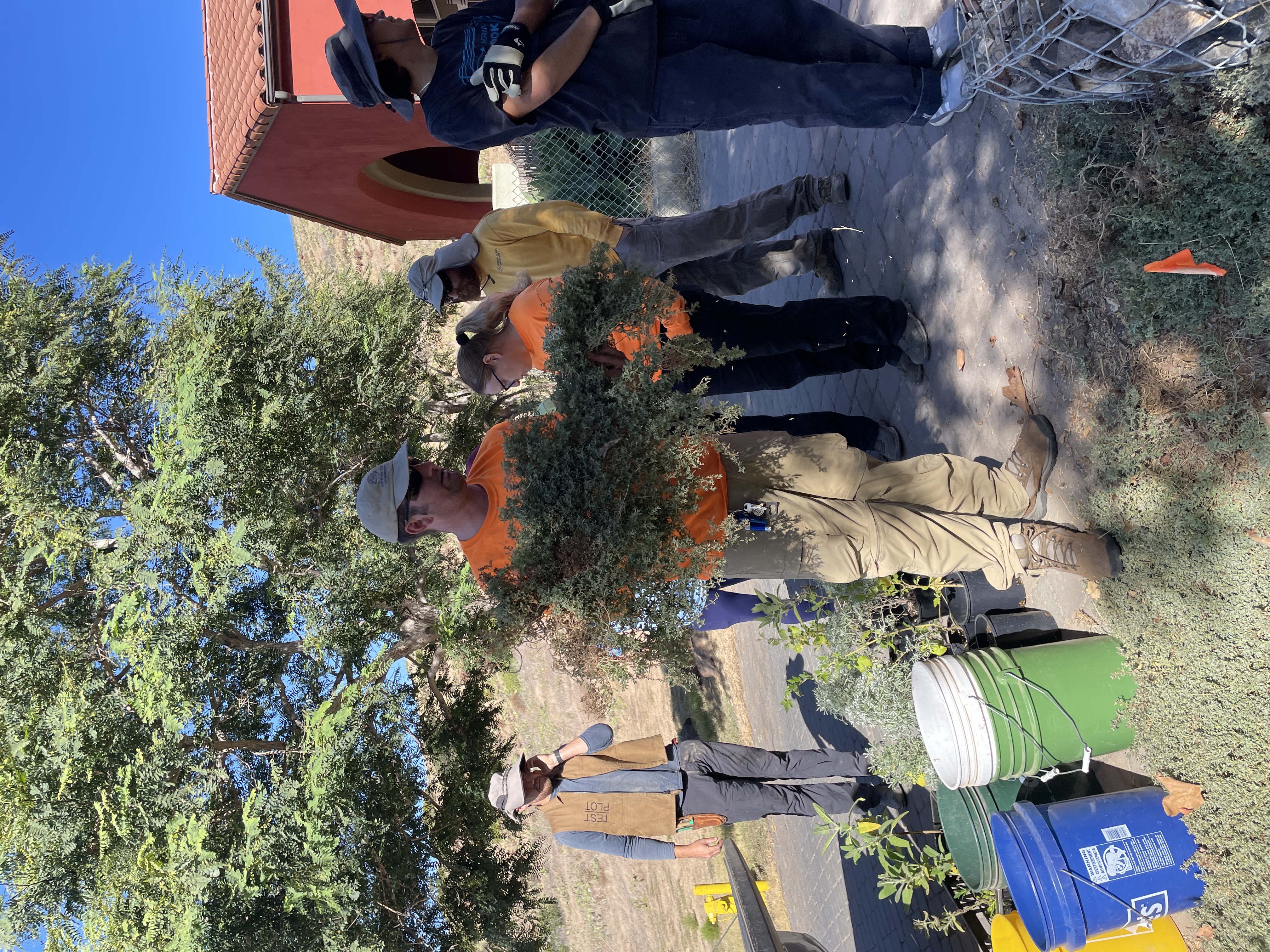 australian saltbush + aaron