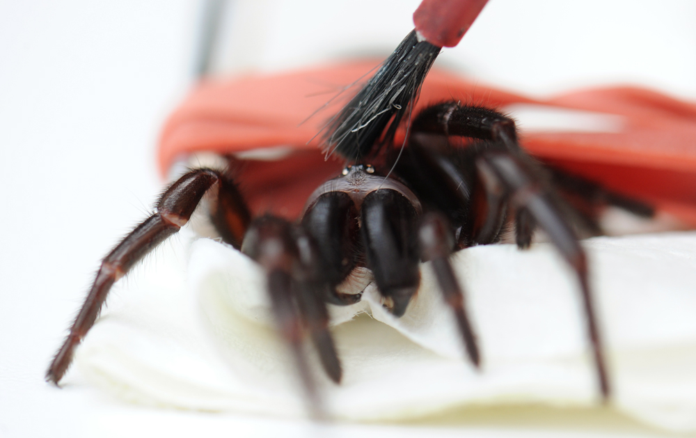 A poisonous Australian Funnelweb spider is brushed to remove mites at Taronga Zoo