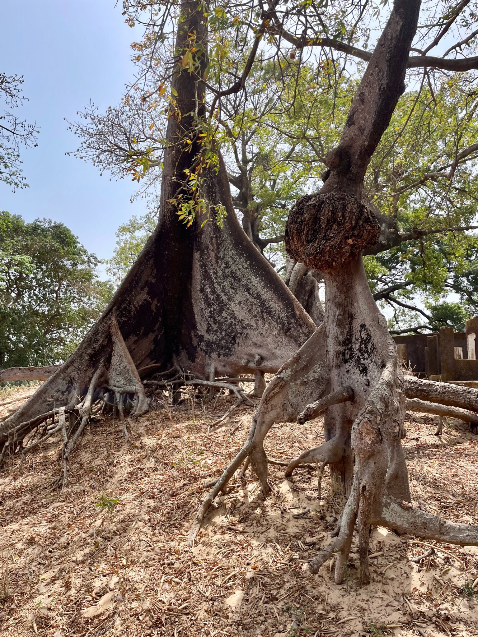 Peculiar trees in Diembering