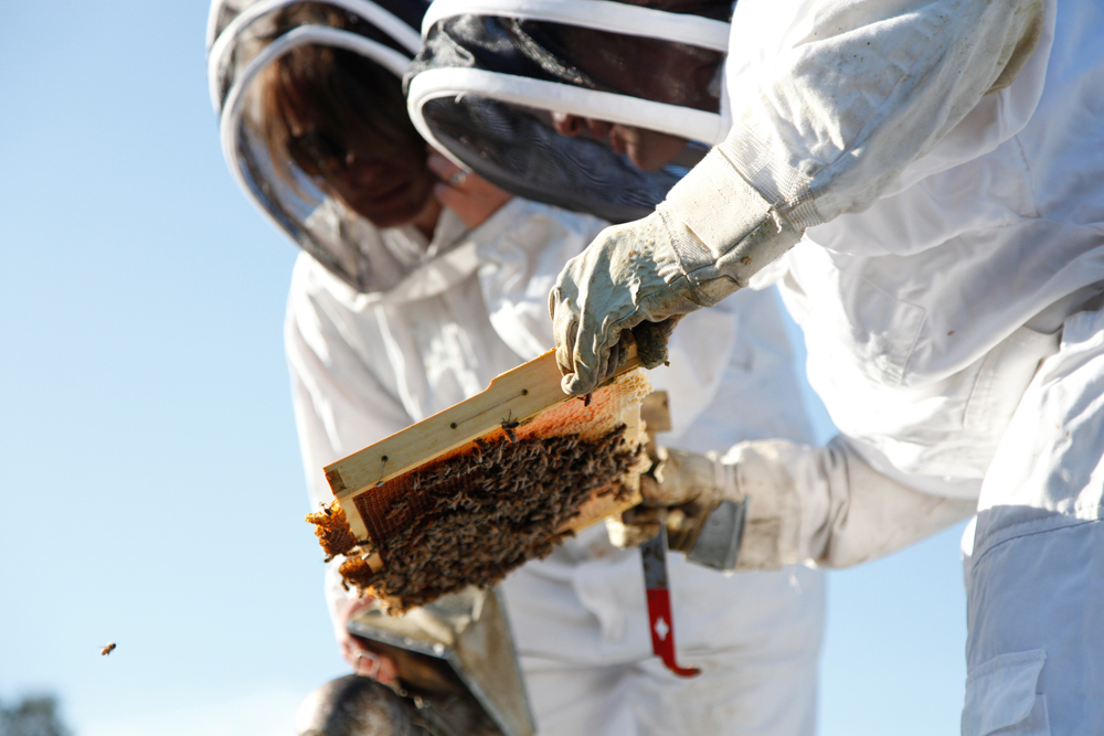 Honey bees are hard working and humble. Assemble Papers explains why they are essential to our urban environment and the future of our food.