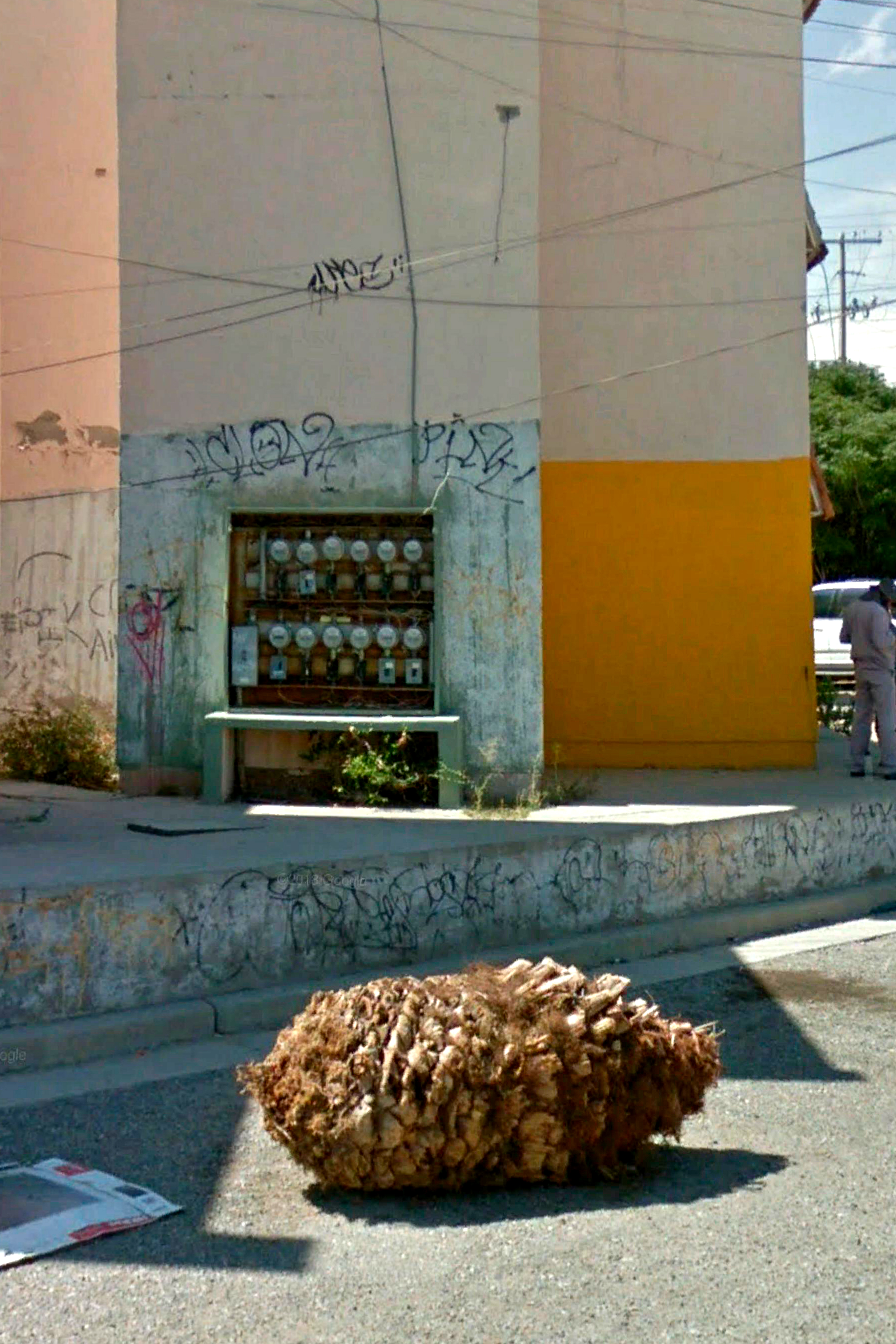 Calle Lince. Una palmera muerta a la mitad de la calle en el barrio Eco 2000.
