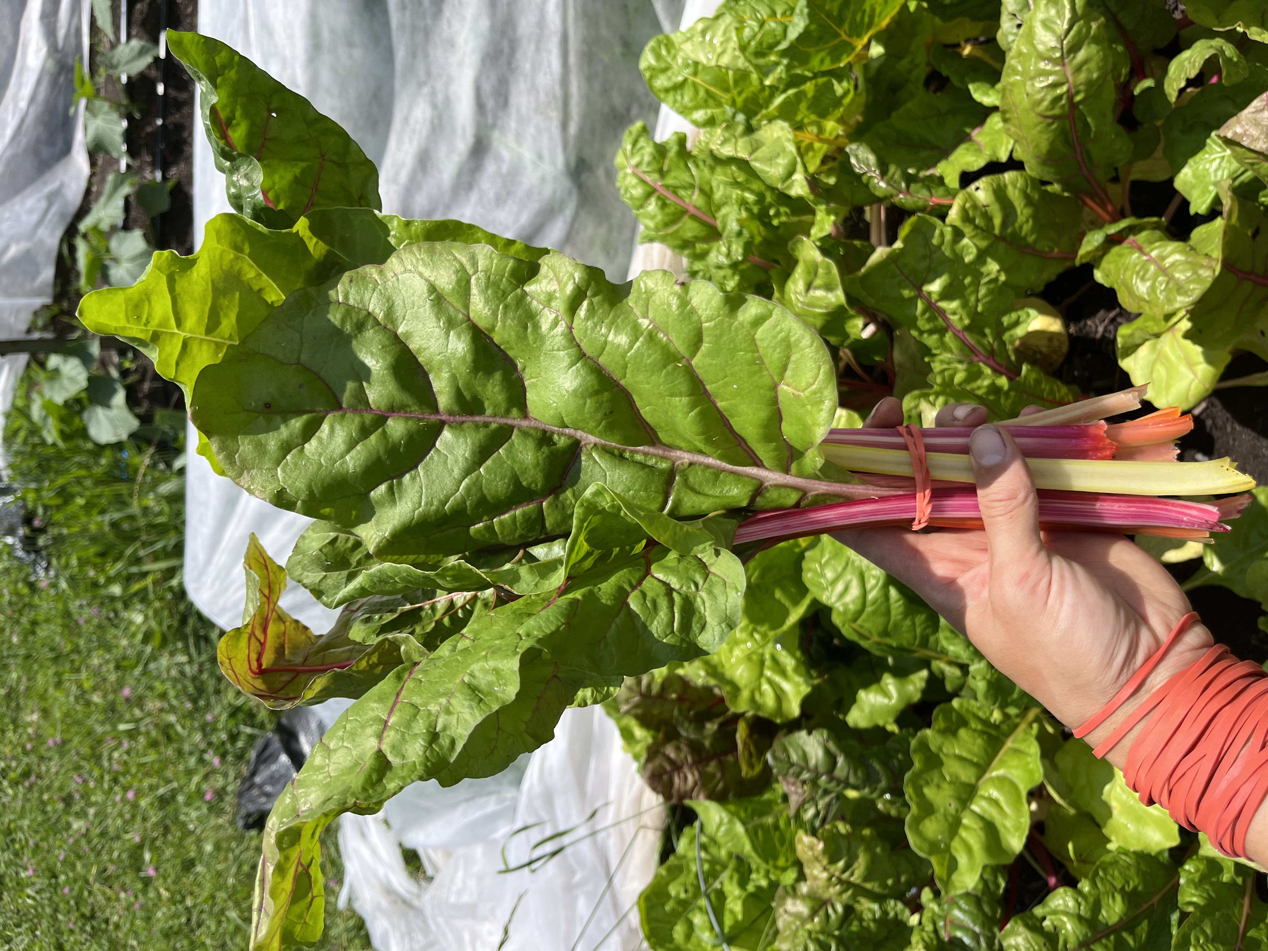 rainbow chard