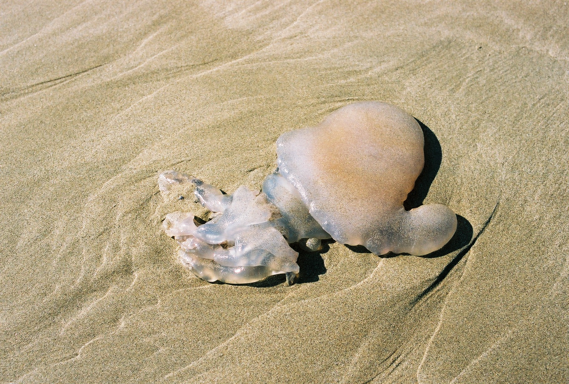 Le Grau-du-Roi, France, 2018.