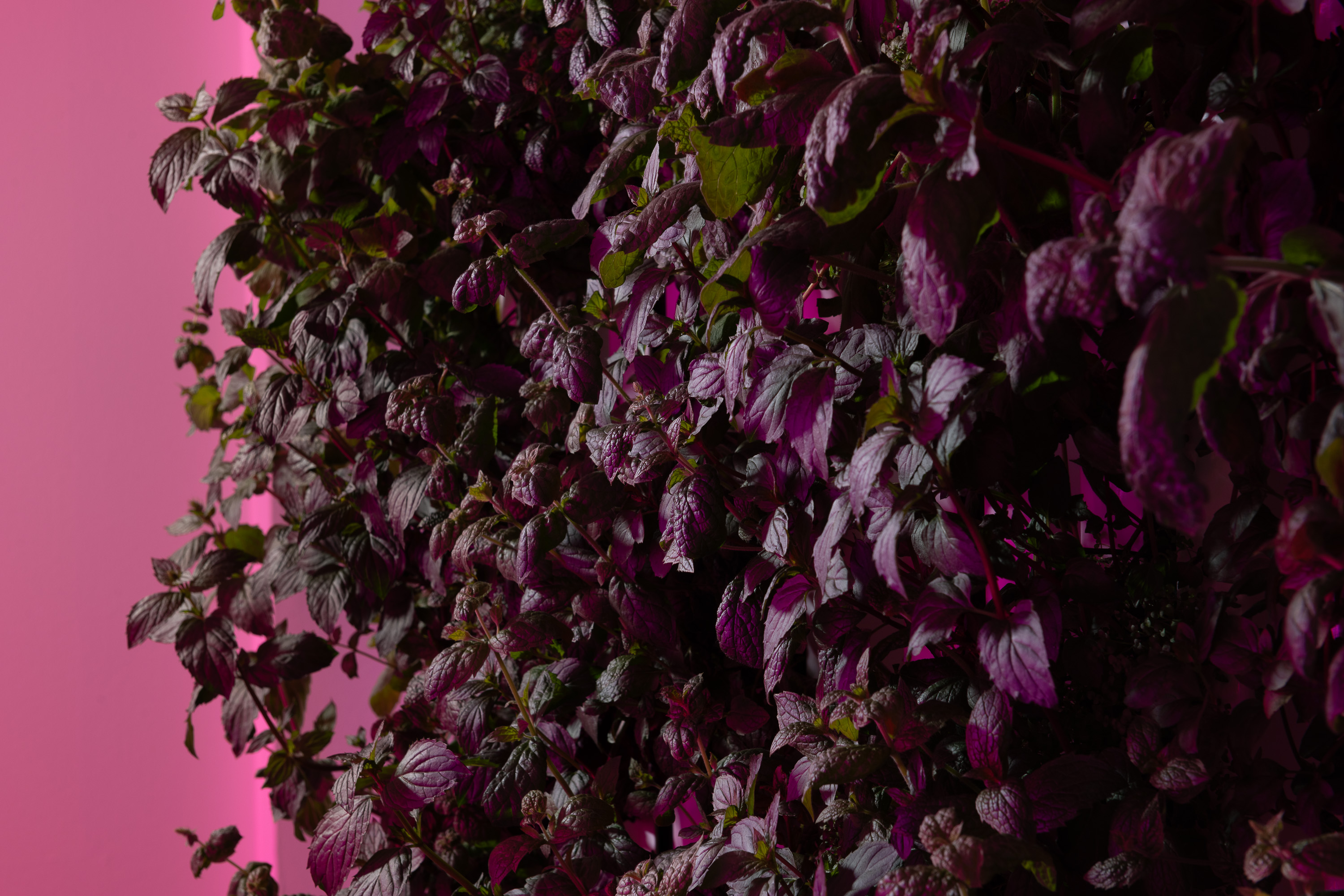 Photosynthetic exchanges (2024), video installation (detail)