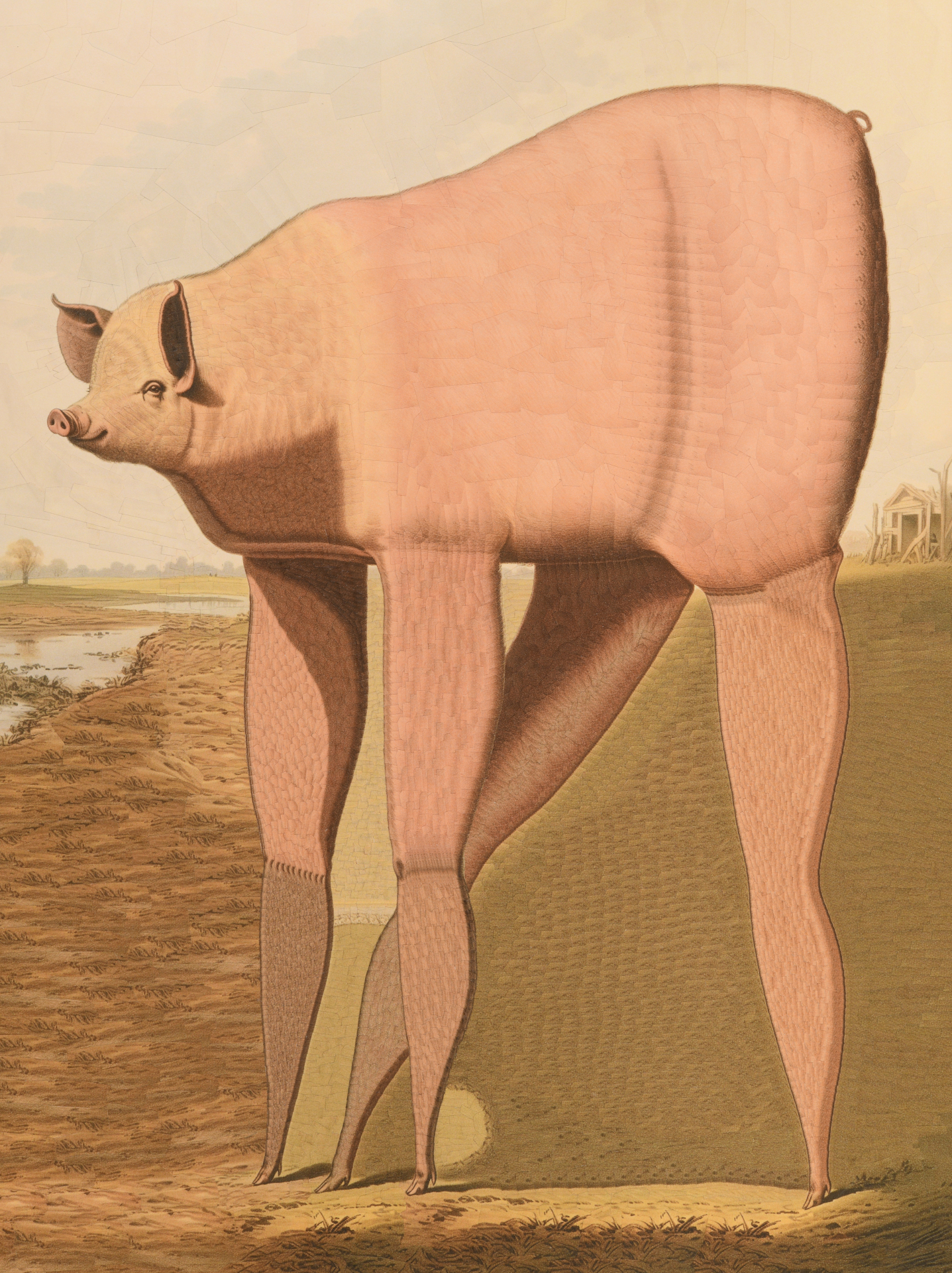 Divine Swine, 2025, 16 x 12 inches