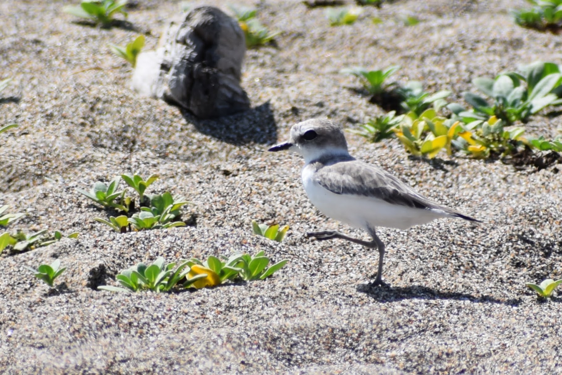 Snowy Plover, Point Reyes, CA