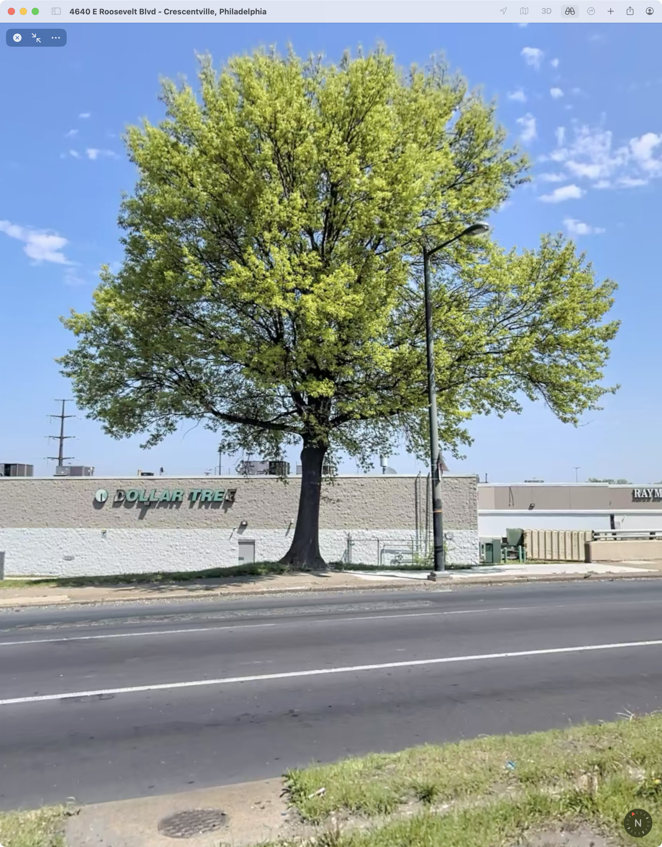Quercus rubra (northern red oak)