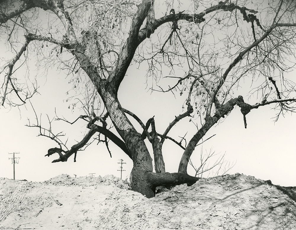 Mark Ruwedel Burnt Tree: Victorville #1, 2015 2015 ©Mark Ruwedel