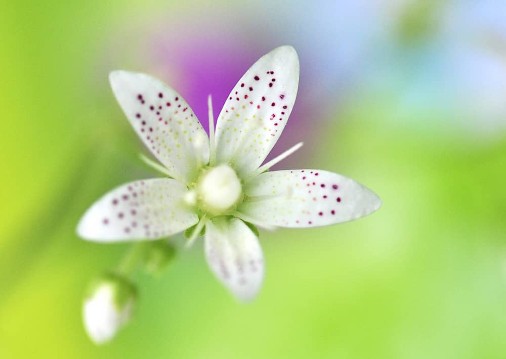 Nr. 154 Rundblättriger Steinbrech  / Saxifraga rotundifolia