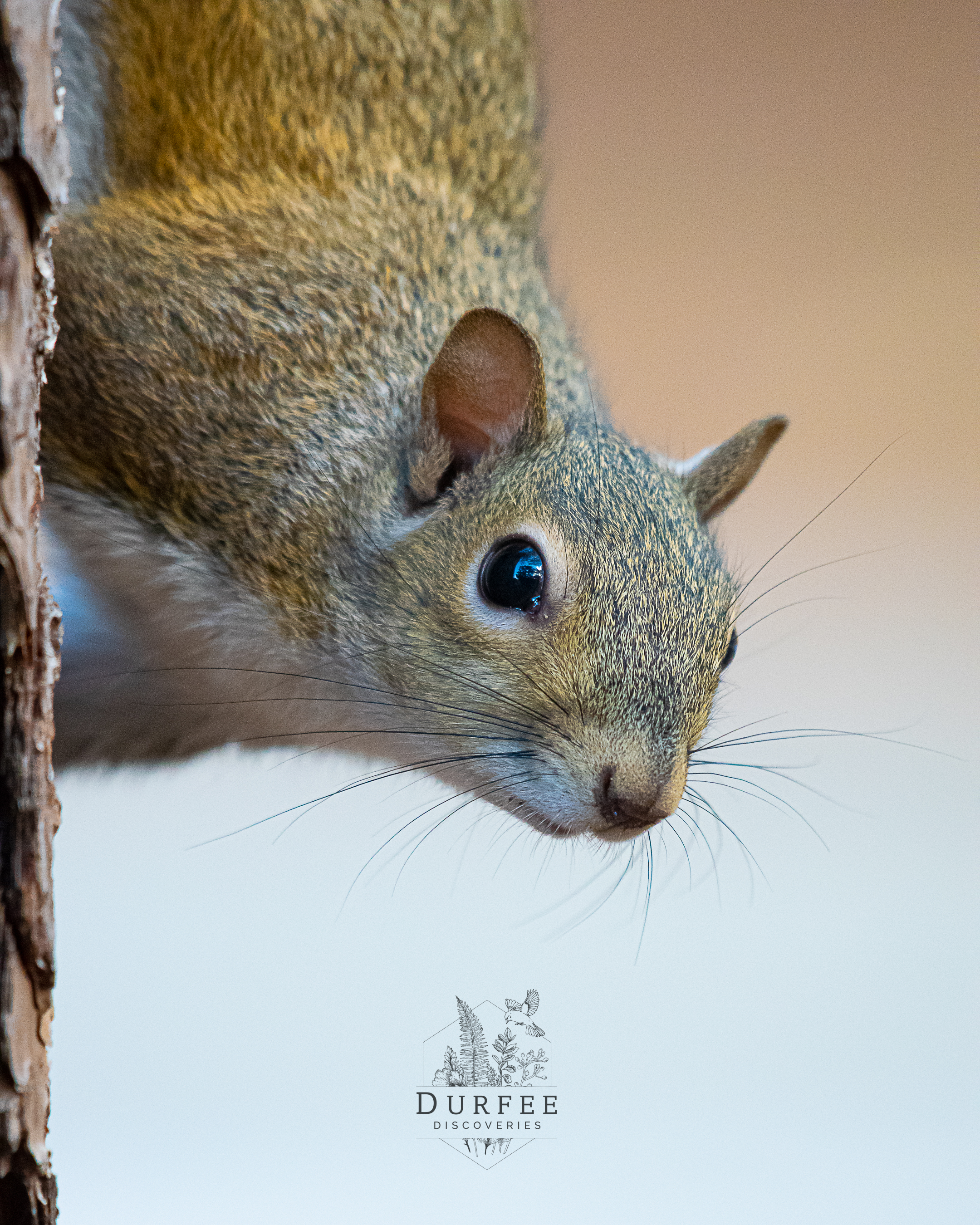 Eastern Gray Squirrel - Palm Harbor, FL