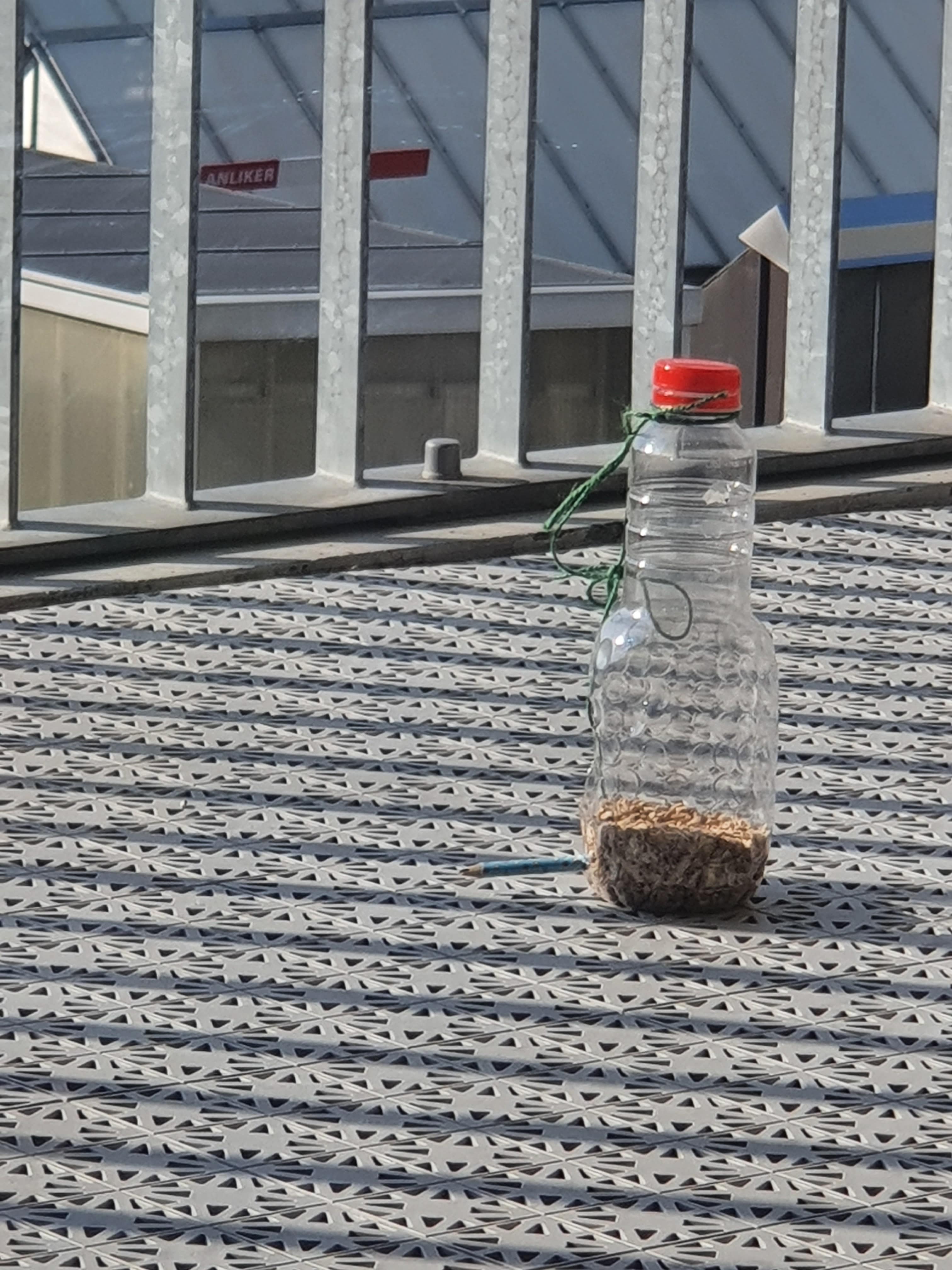 B is for Bird Feeder. Franky.