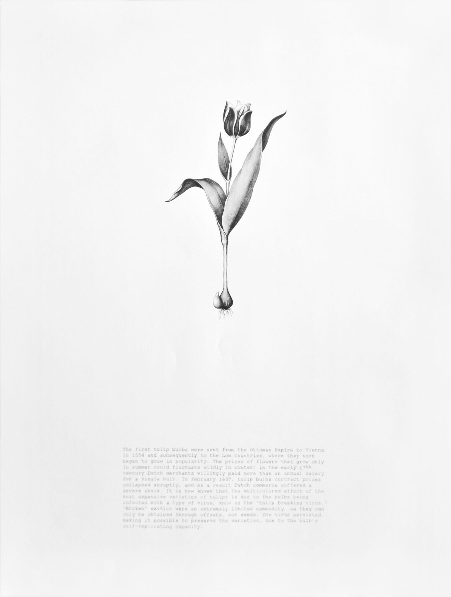 Tulip Bulb (from The Heavenly Bodies, Once Thrown into a Certain Definite Motion, Always Repeat)