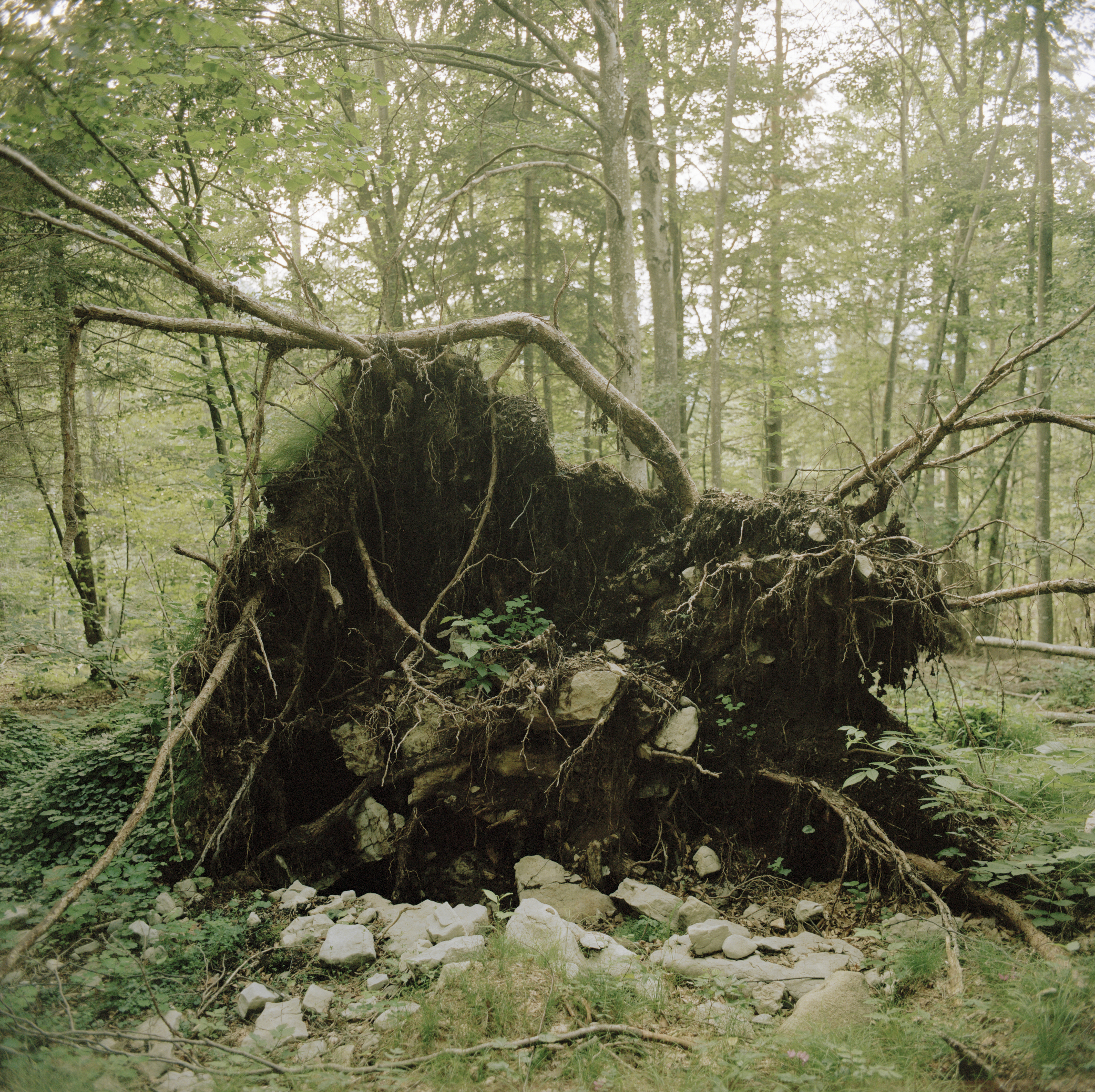 Serrada (Italy) 2020