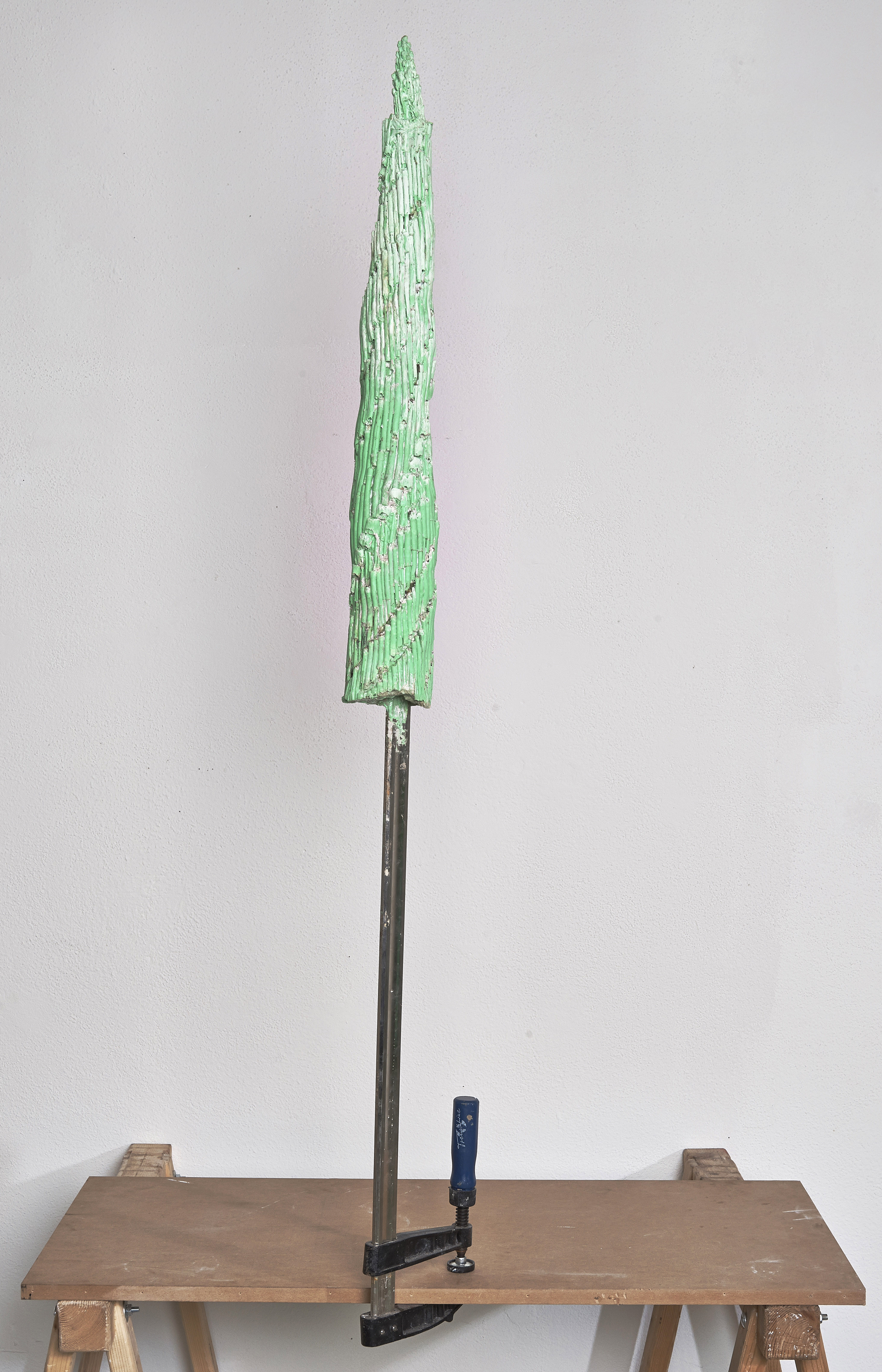 greenhorn [equsetum hyemale]