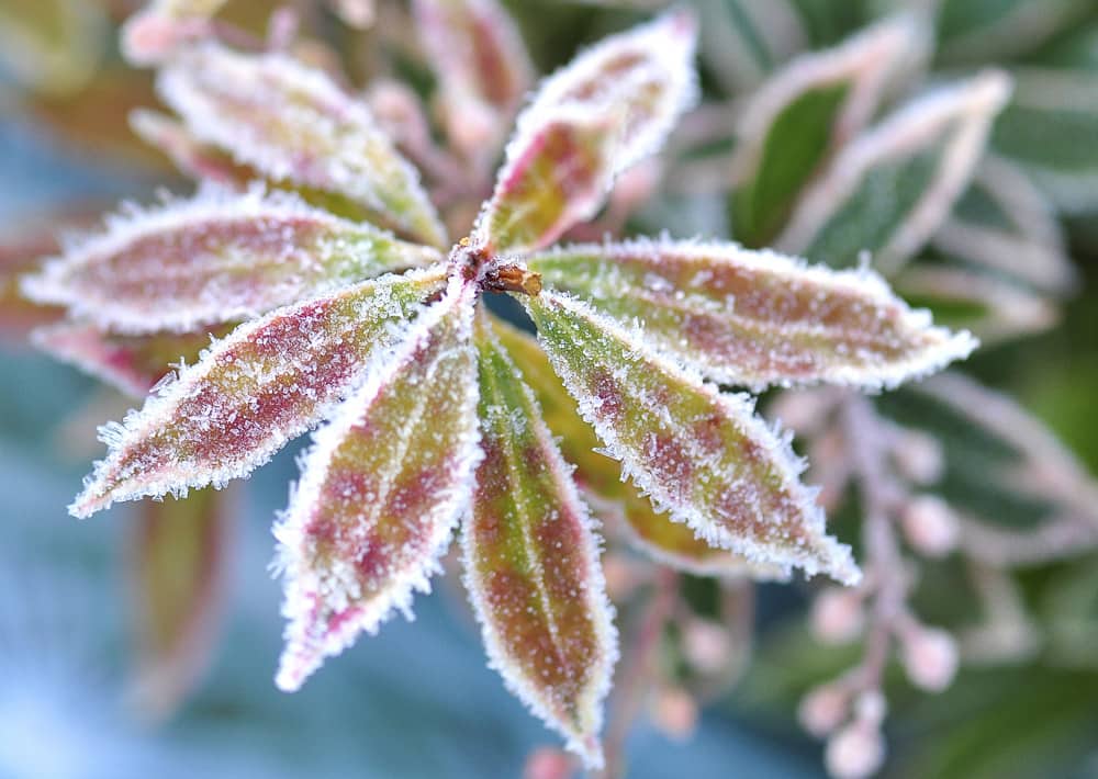 Nr. 199 kristallener Blattstern