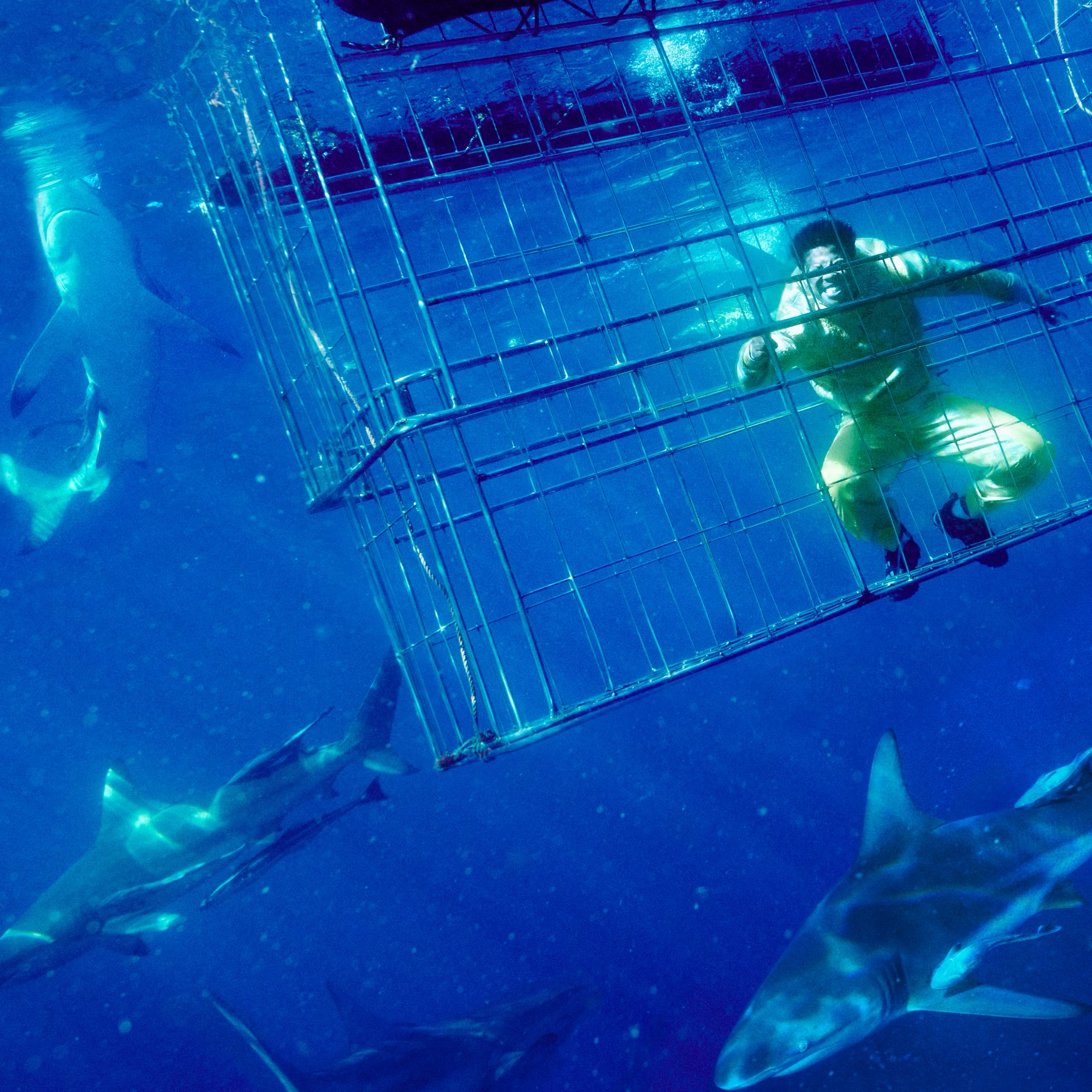 nasty c and sharks.png