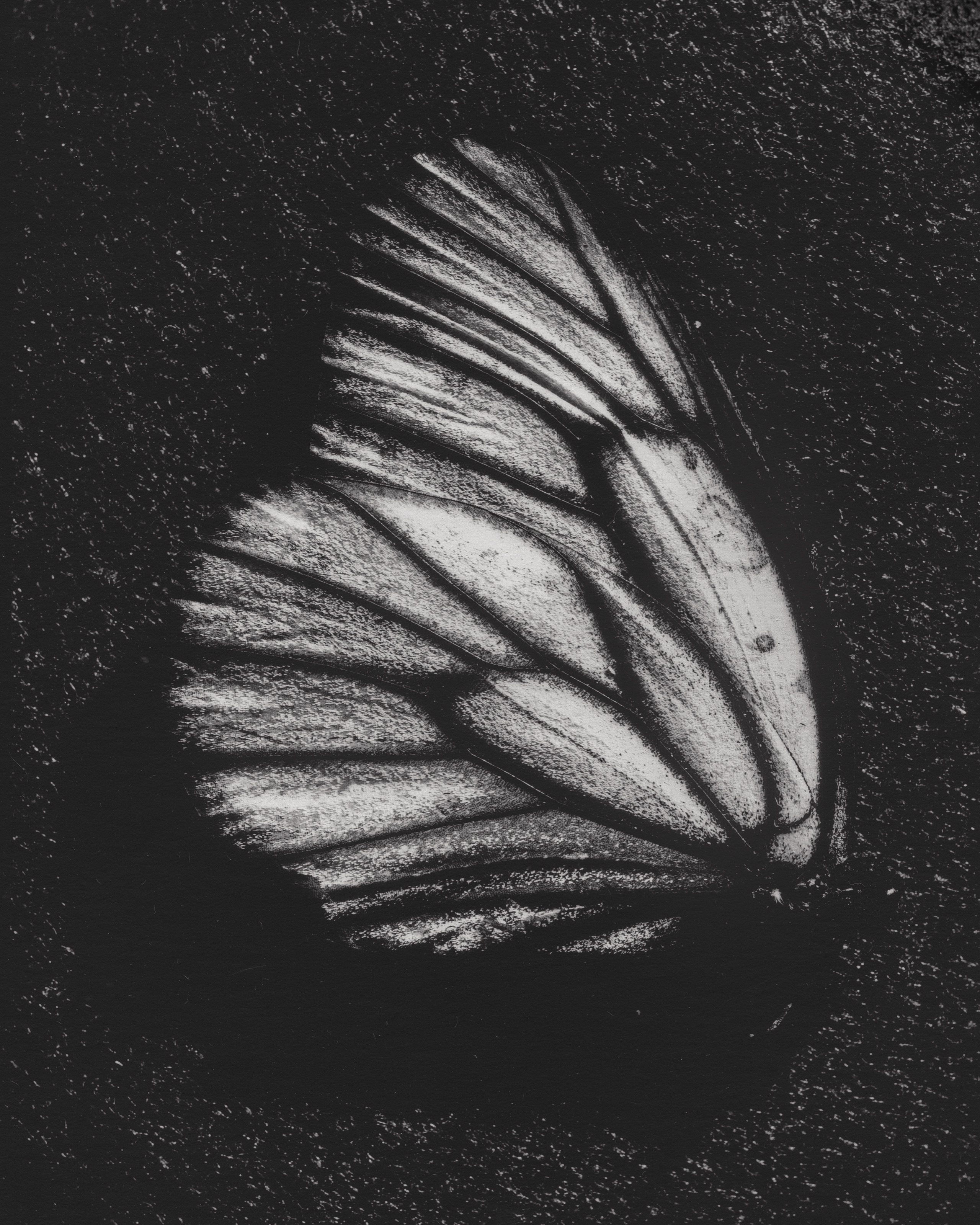 Black Veined White Butterfly - Aporia crataegi