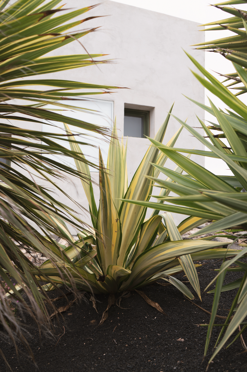 Jardin para Casa Tinajo