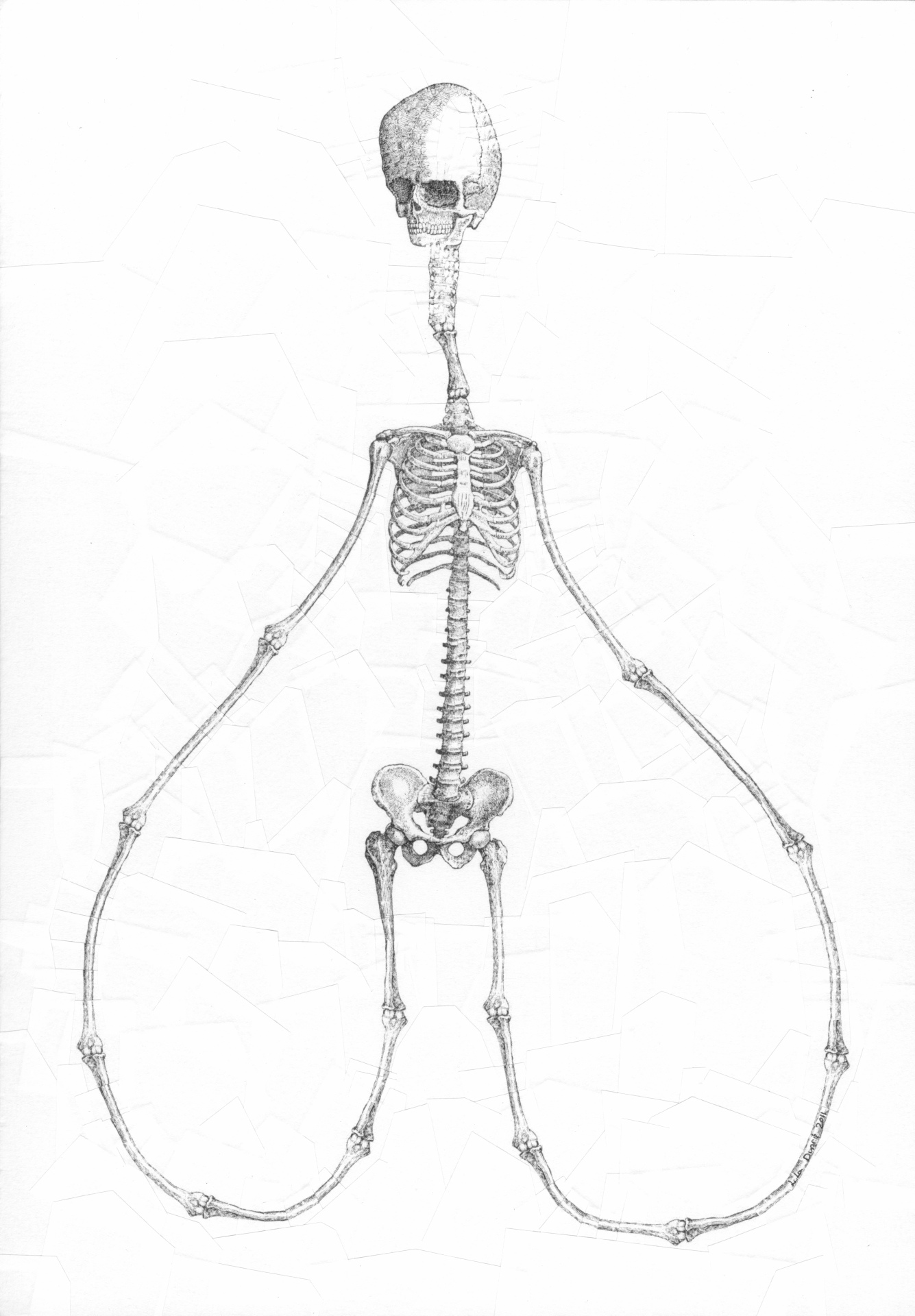 Human Fly, 2011, 11.6 x 16.5 inches