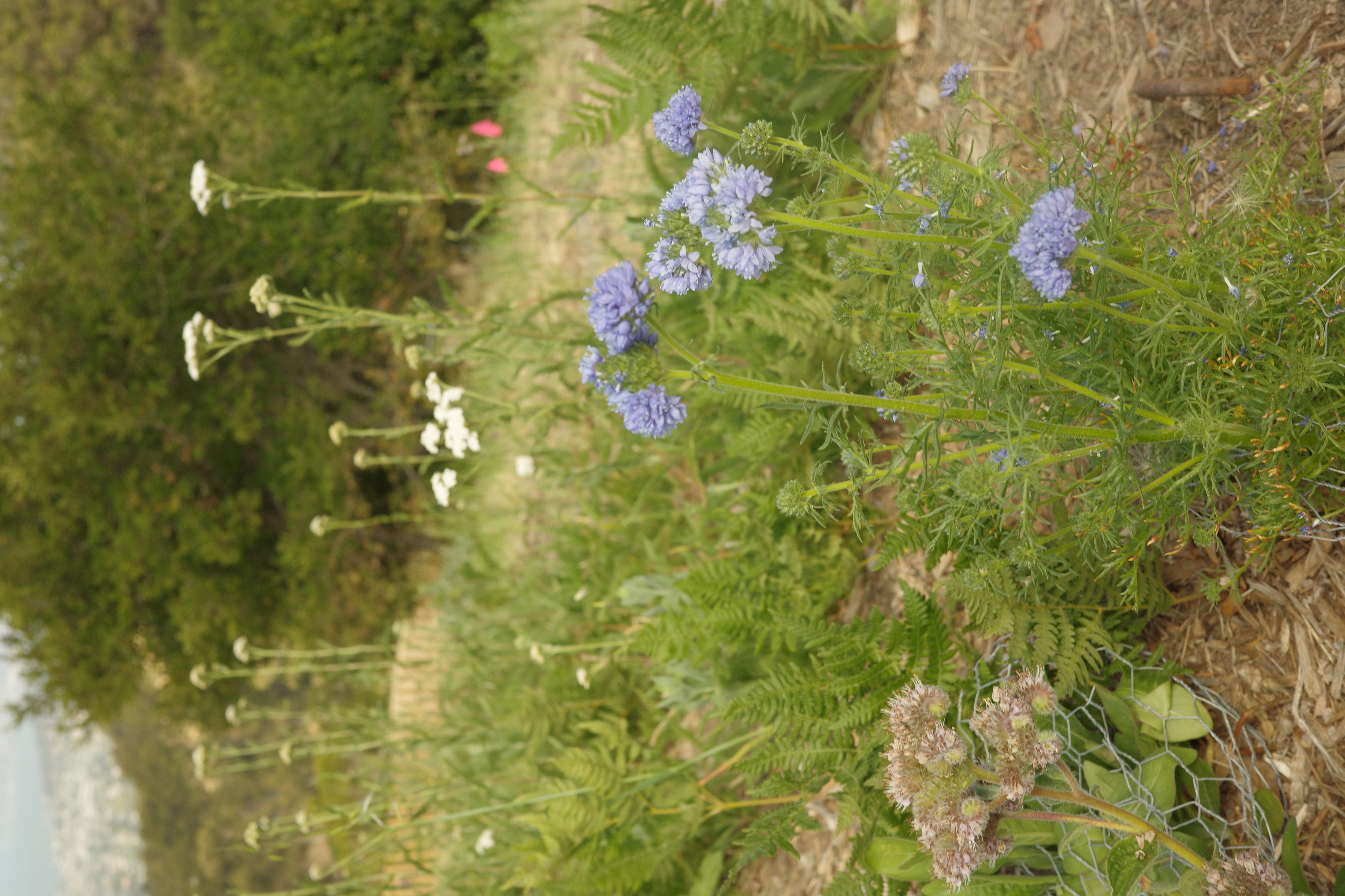 Gilia capitata — Blue Field Gilia