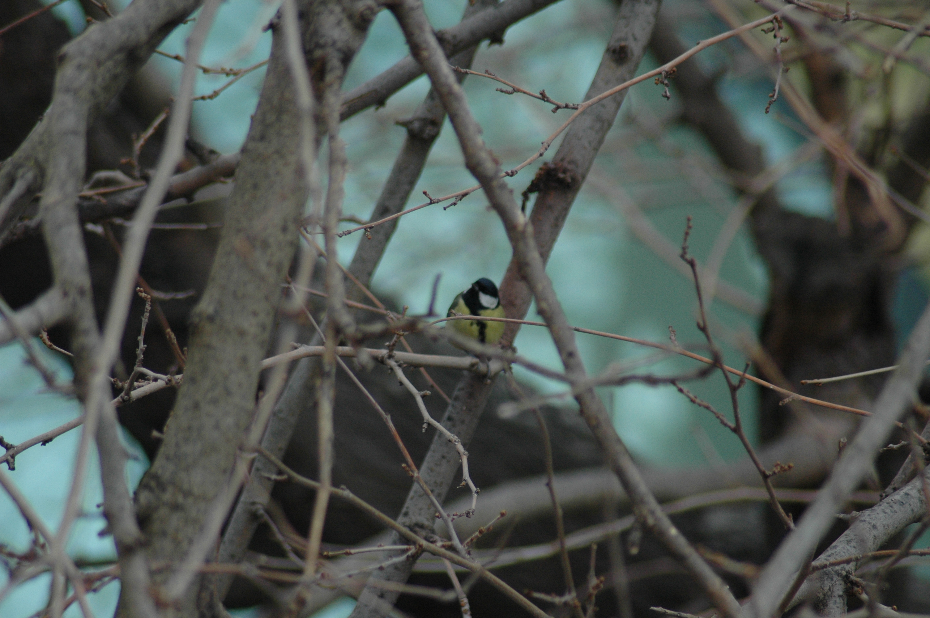 21.01.2012, Orta Bahçe