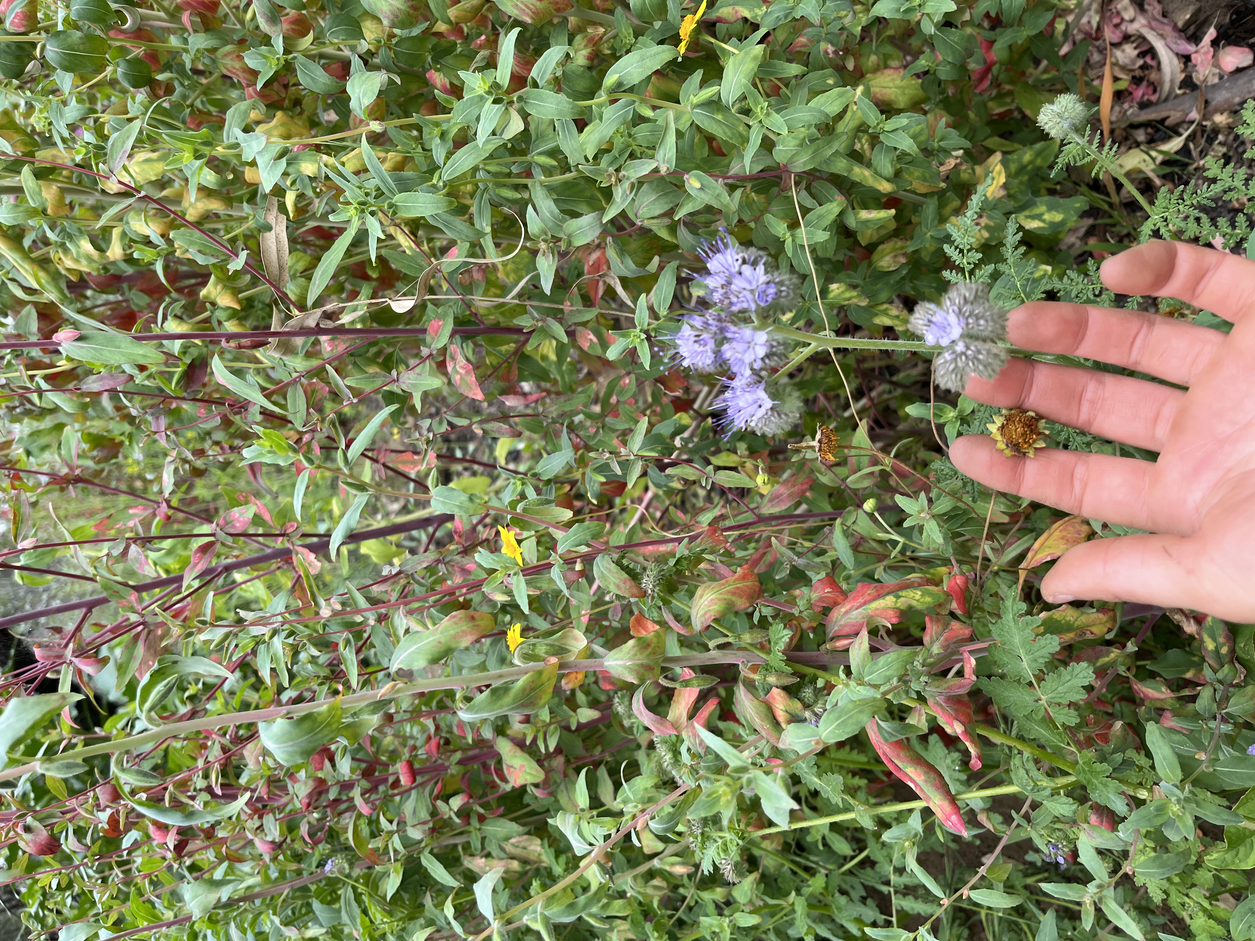 Lacy Phacelia (Phacelia tanacetifolia)