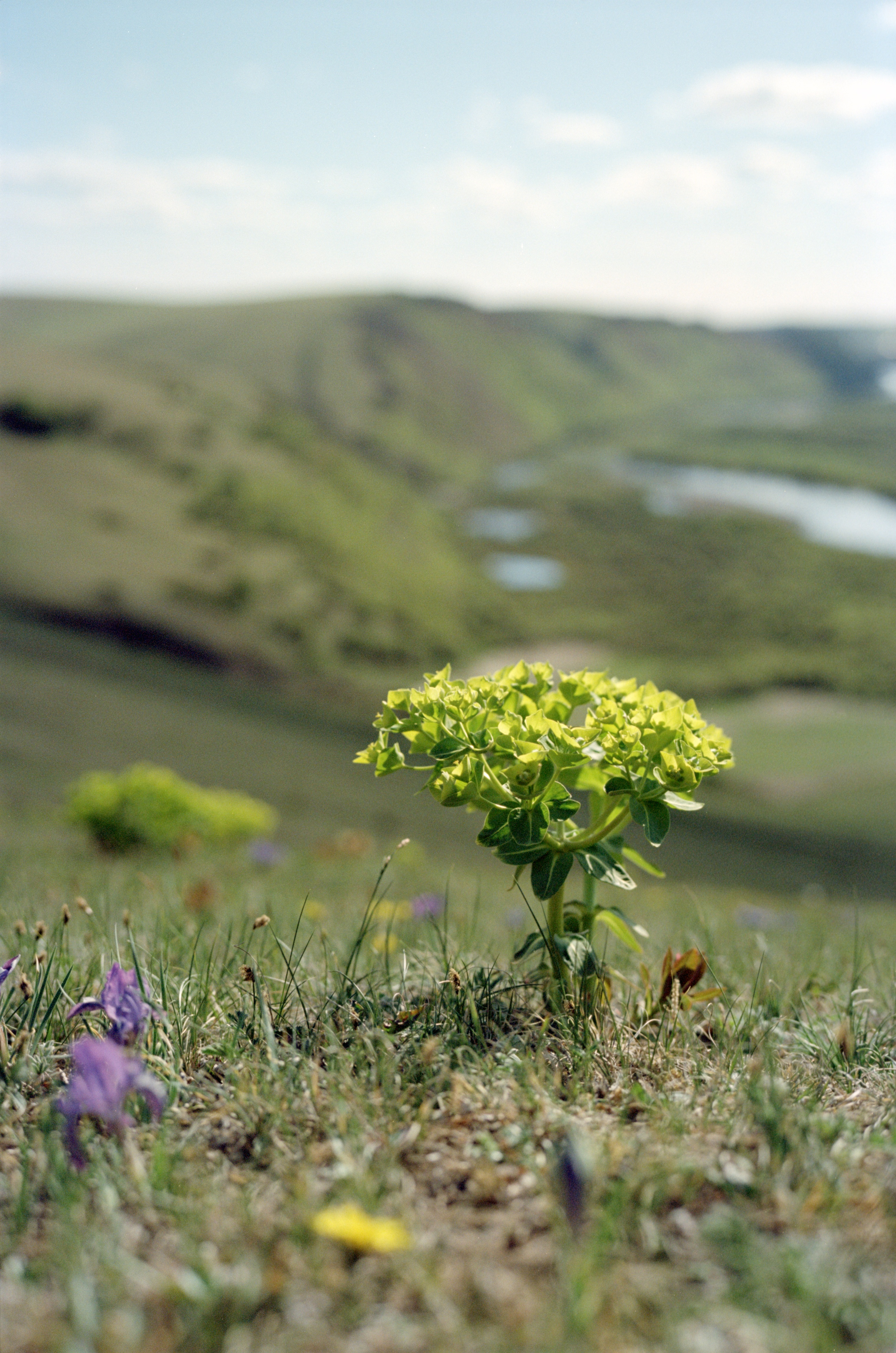 Flowers inside a horse-grazing park