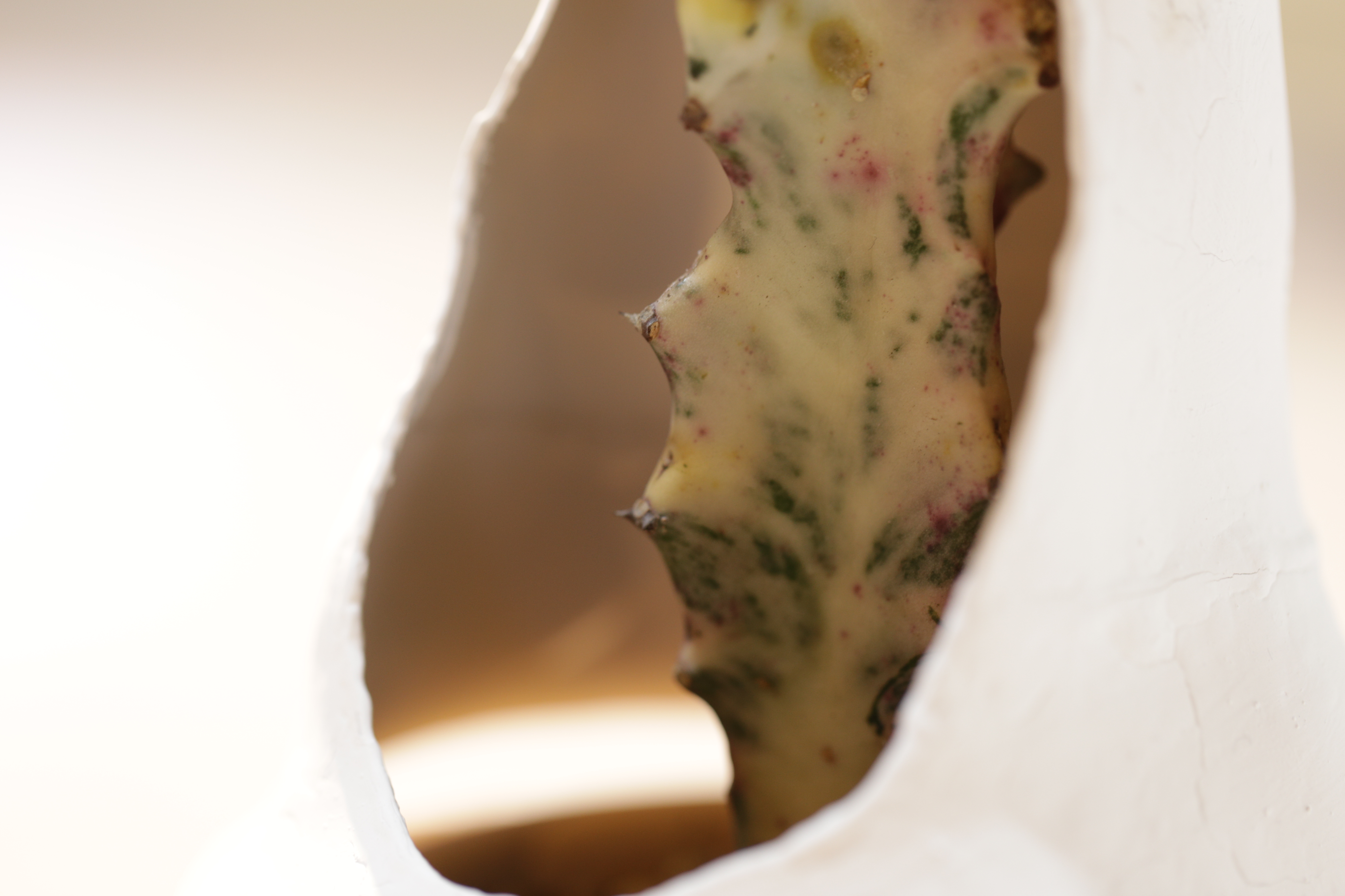  Individual space :  Personal space for plants