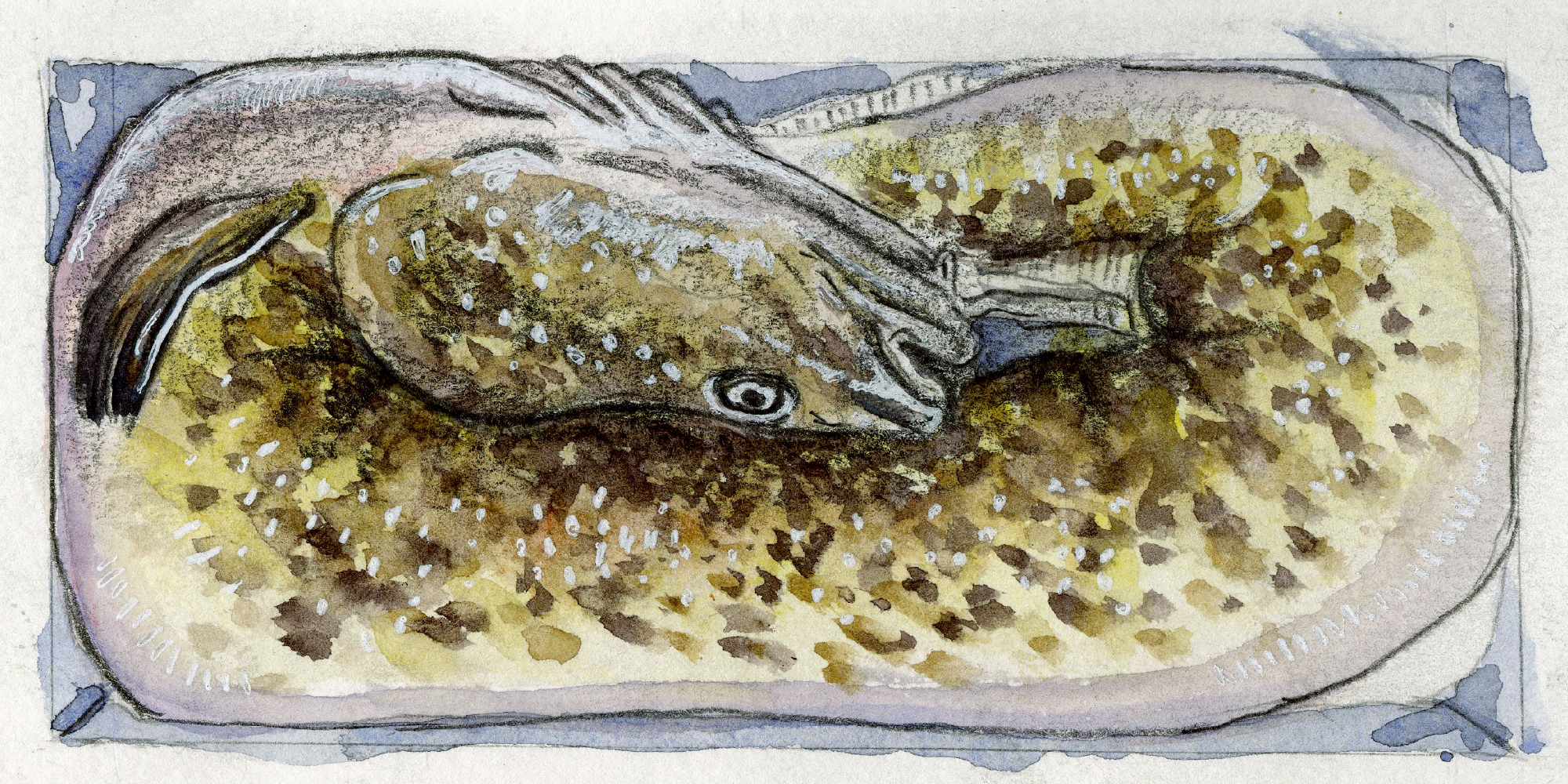stuffed eelpout from fish book 2019 watercolor
