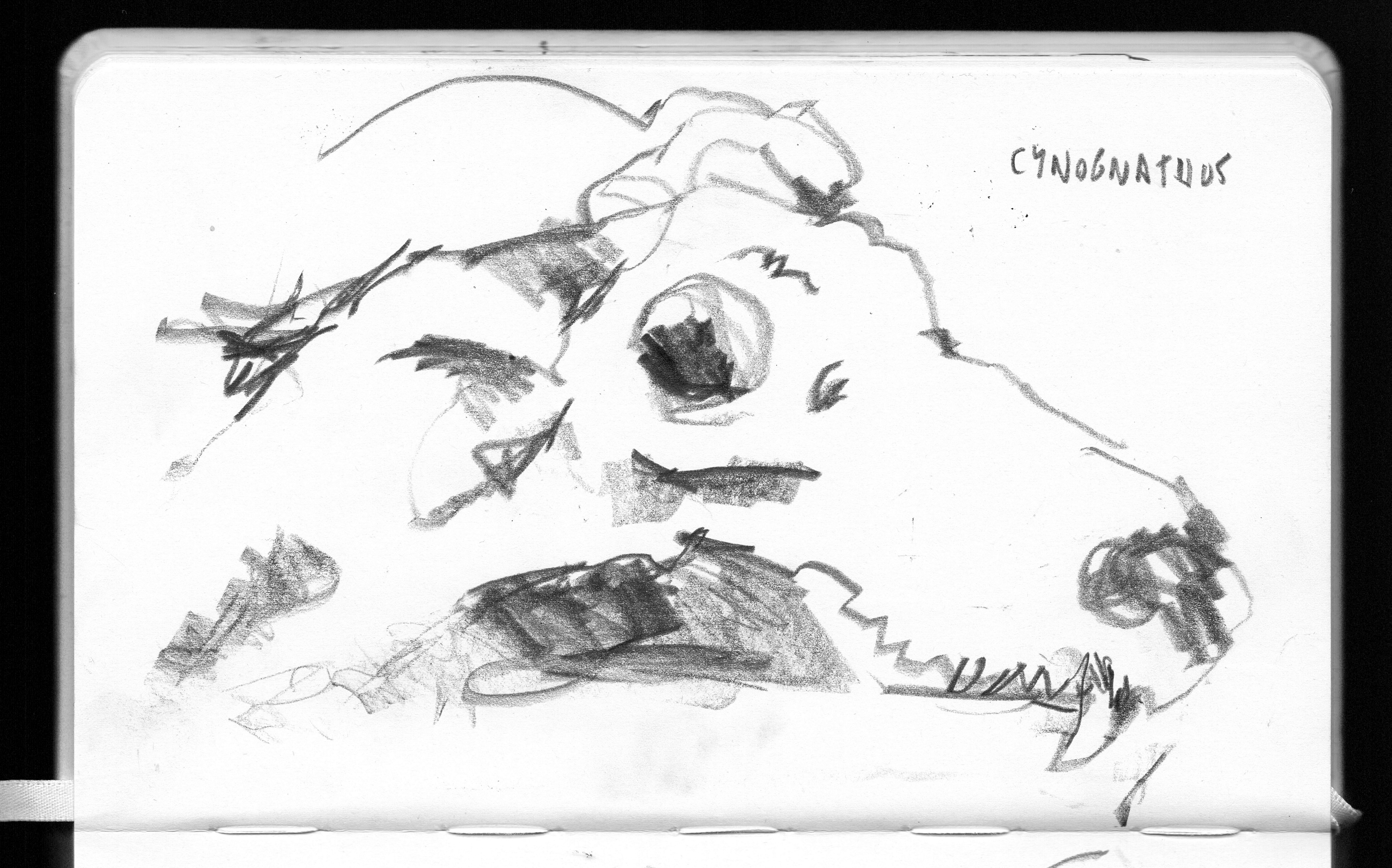 British Natural History Museum, London. Graphite, July 2023