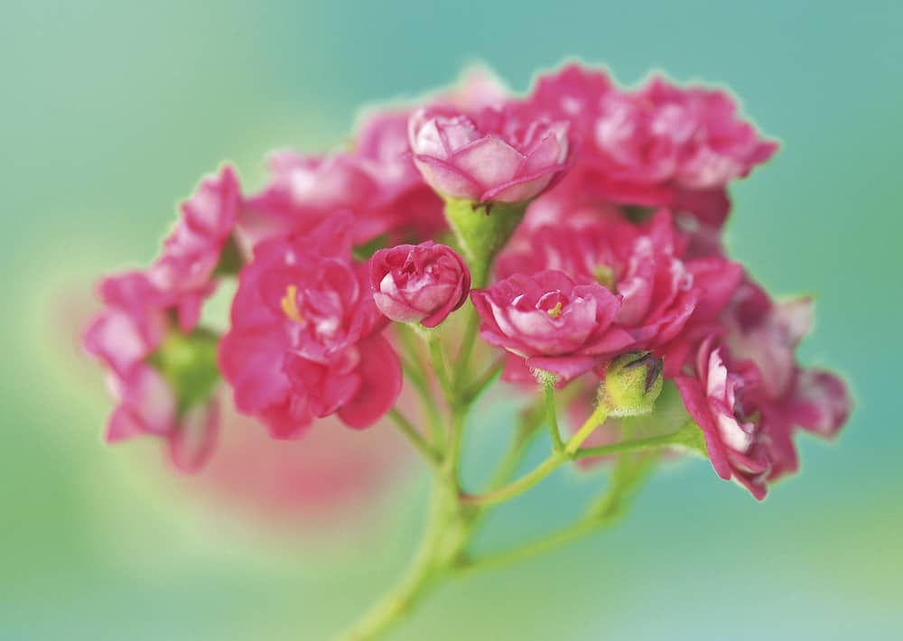 Nr. 118 Rotdorn / Crataegus