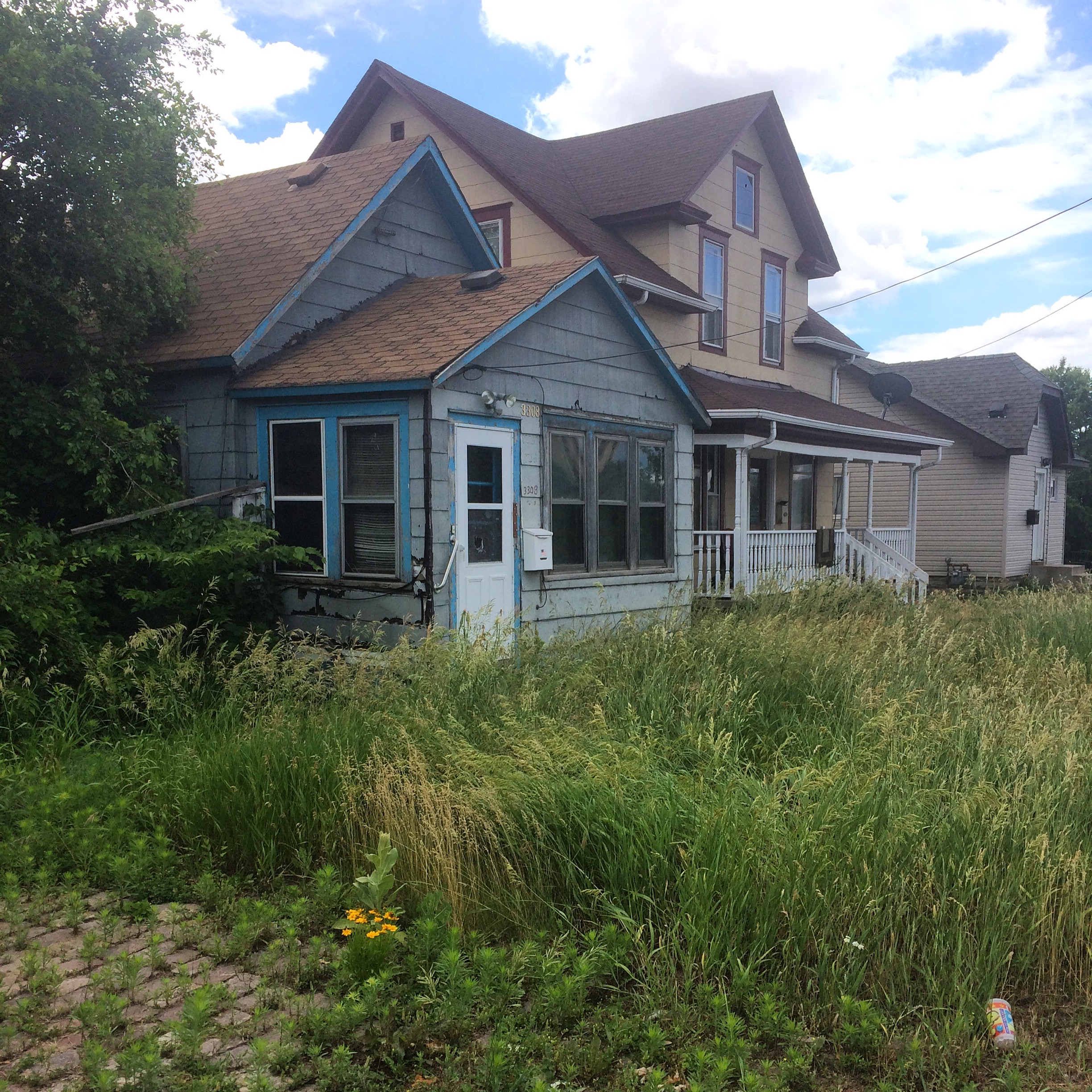 Overgrown lawn, North Minneapolis
