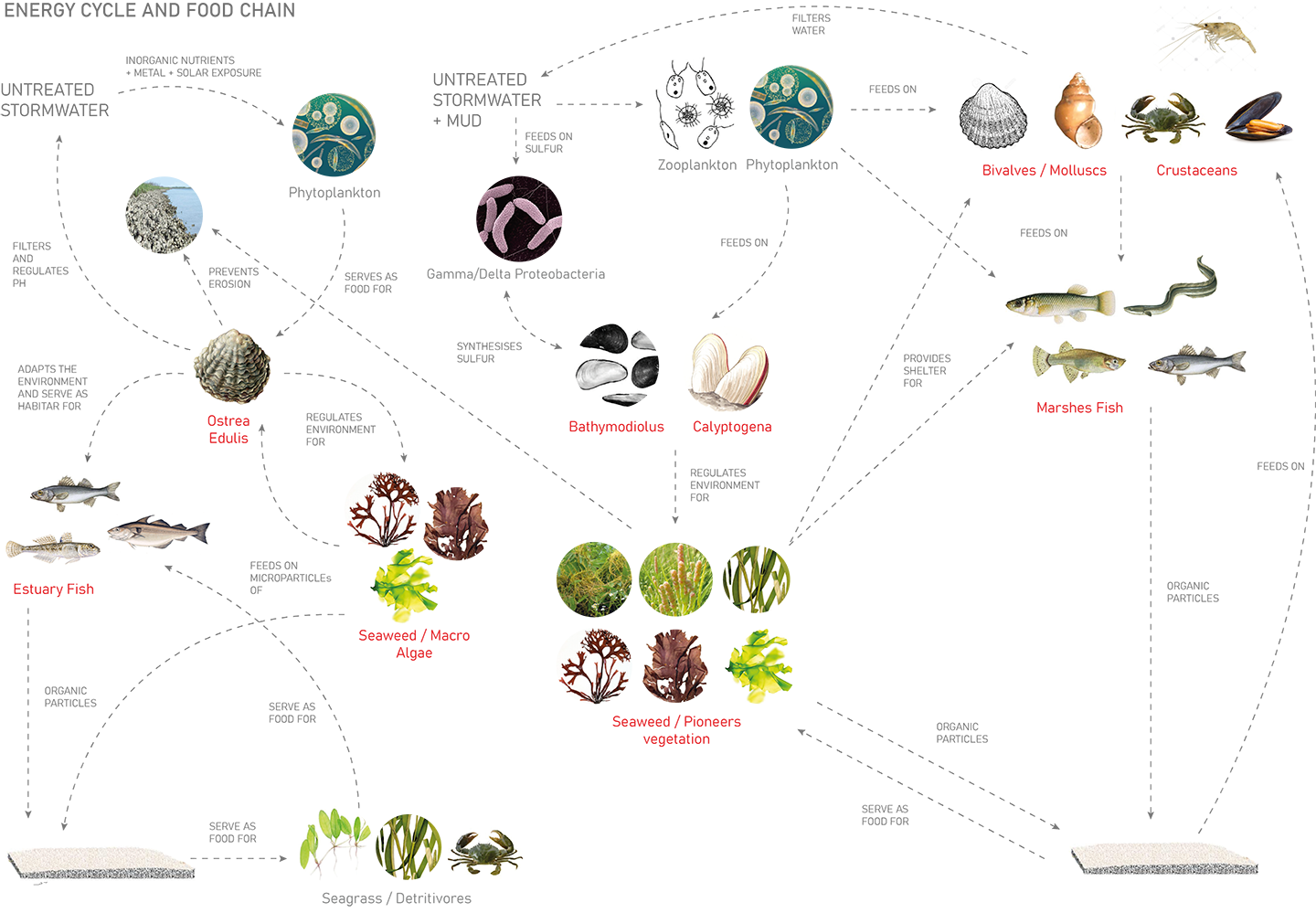 Species Interconnection