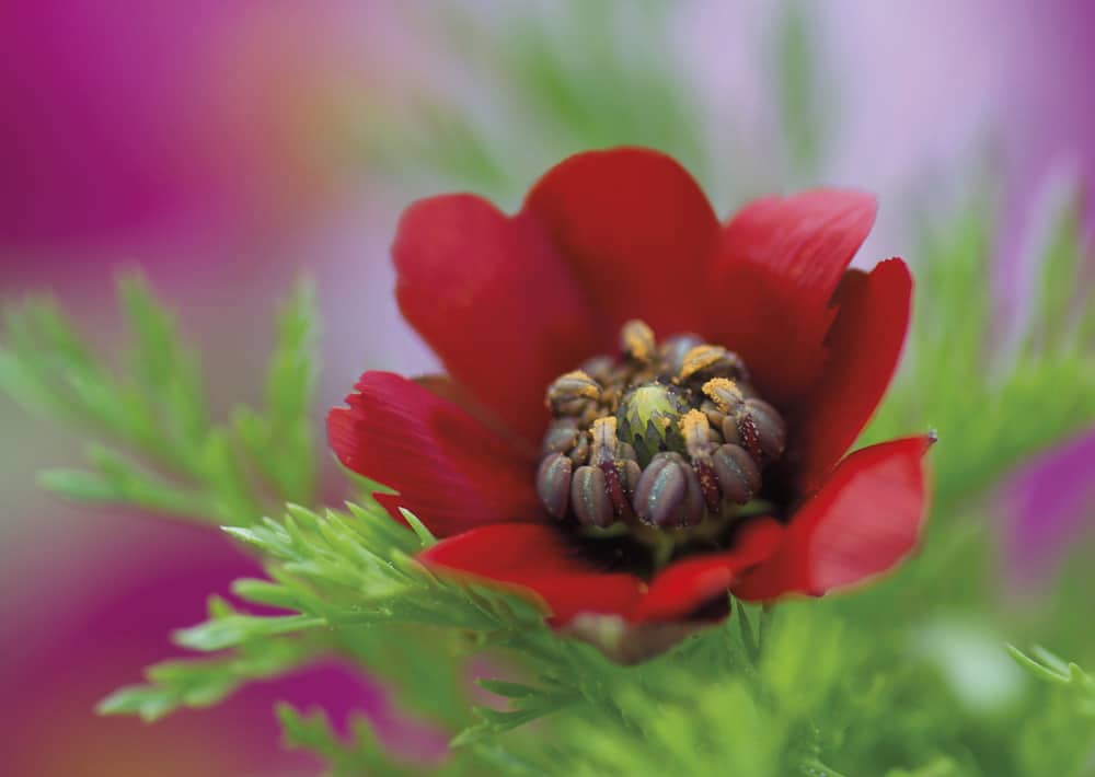 Nr. 171 Sommer-Adonisröschen / Adonis aestivalis