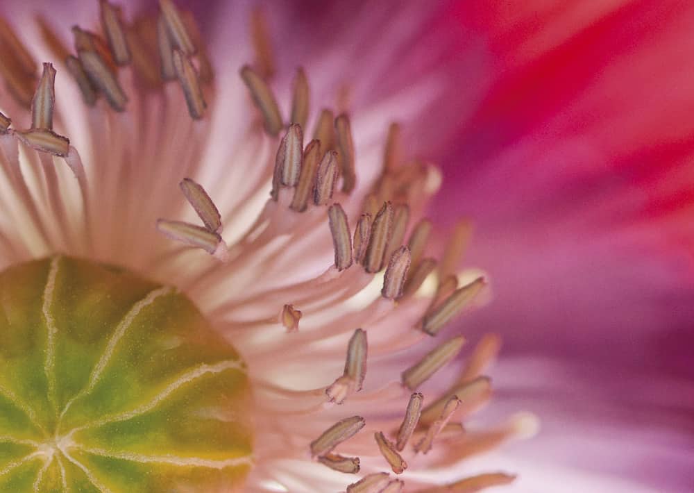 Nr.48 Mohn, wieder lieferbar !