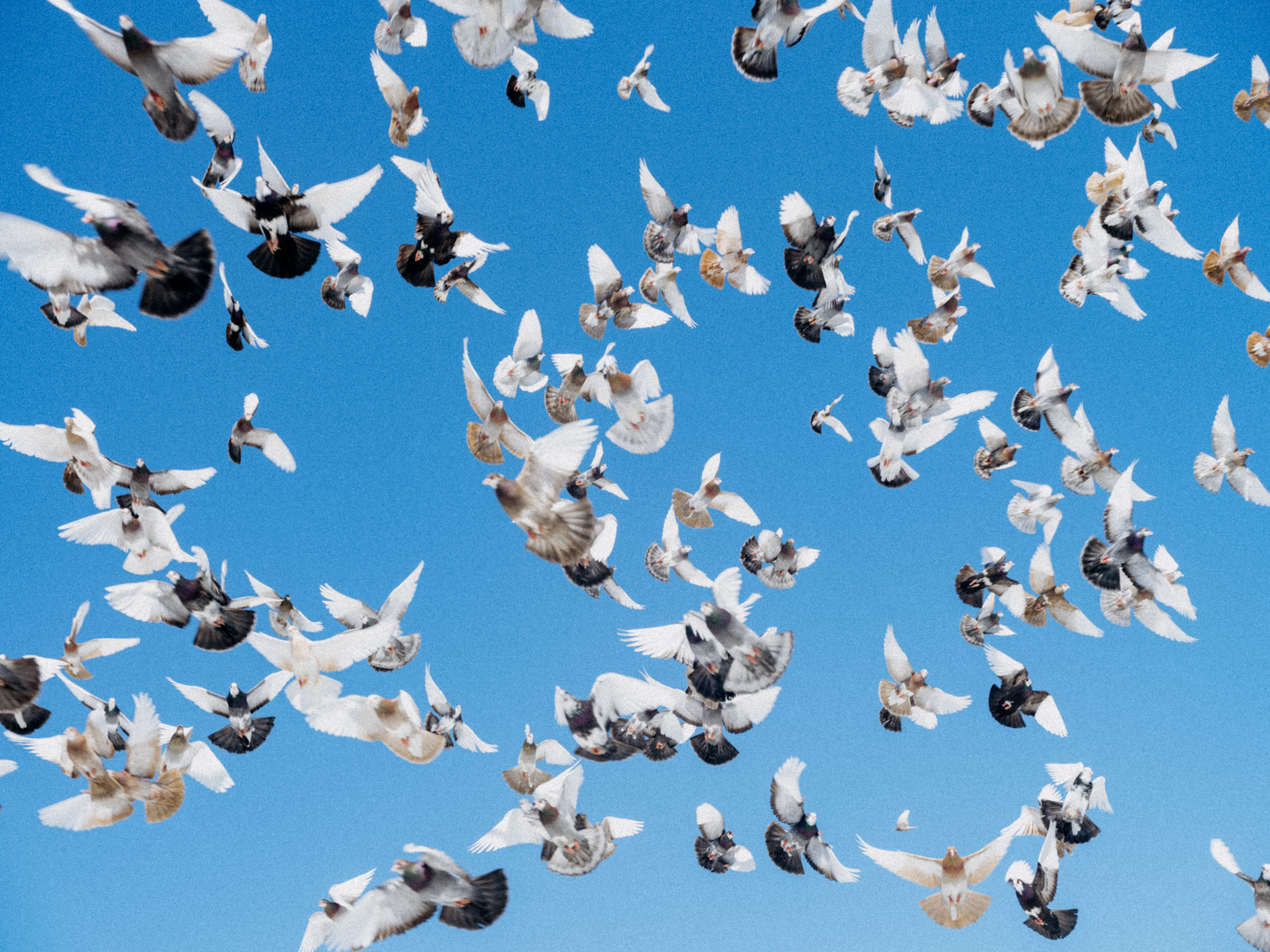 Pigeon fast flyers lead the flock with speed - ABC News