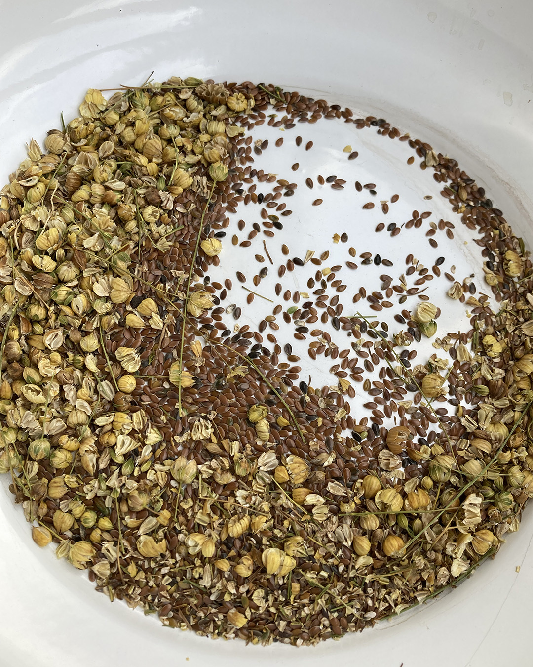 Flax seeds part-way through Winnowing, the chaff is carried away by the wind.