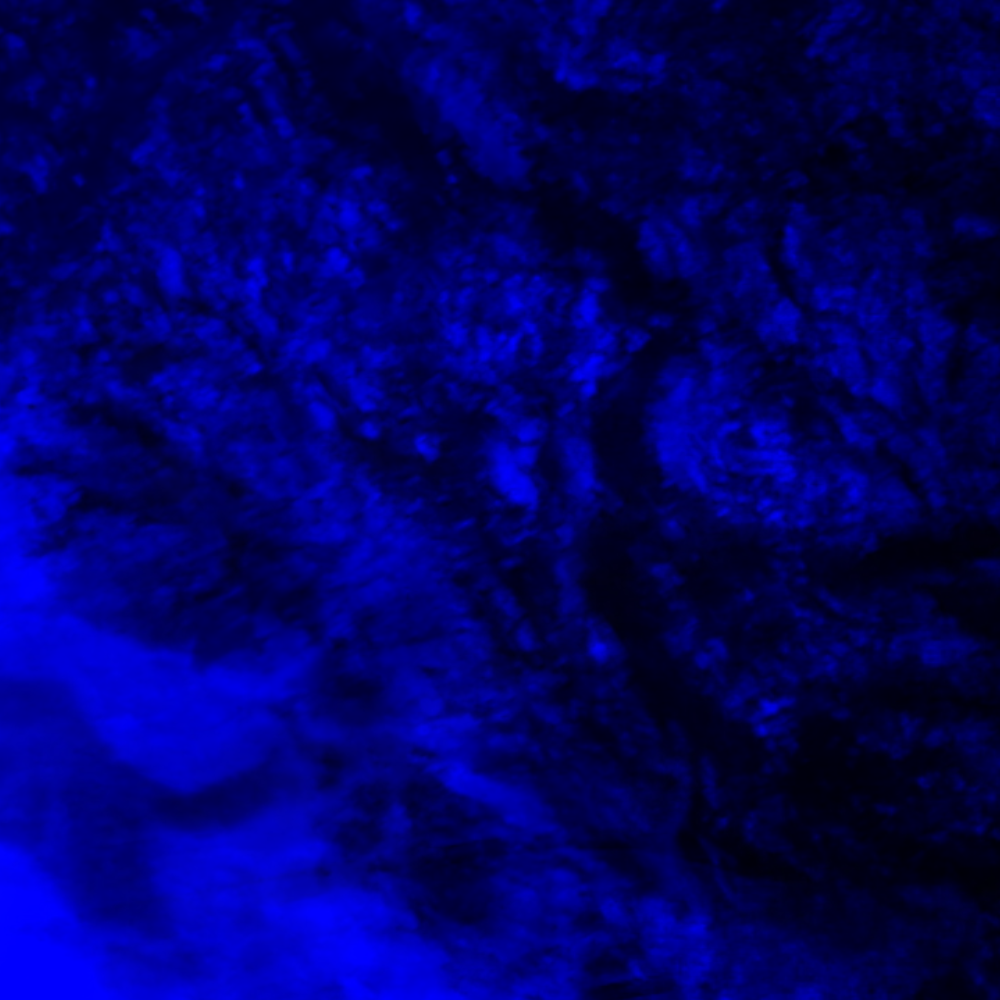 Blue Permanence/Swan Blood (2015), Directed by Scott Barley
