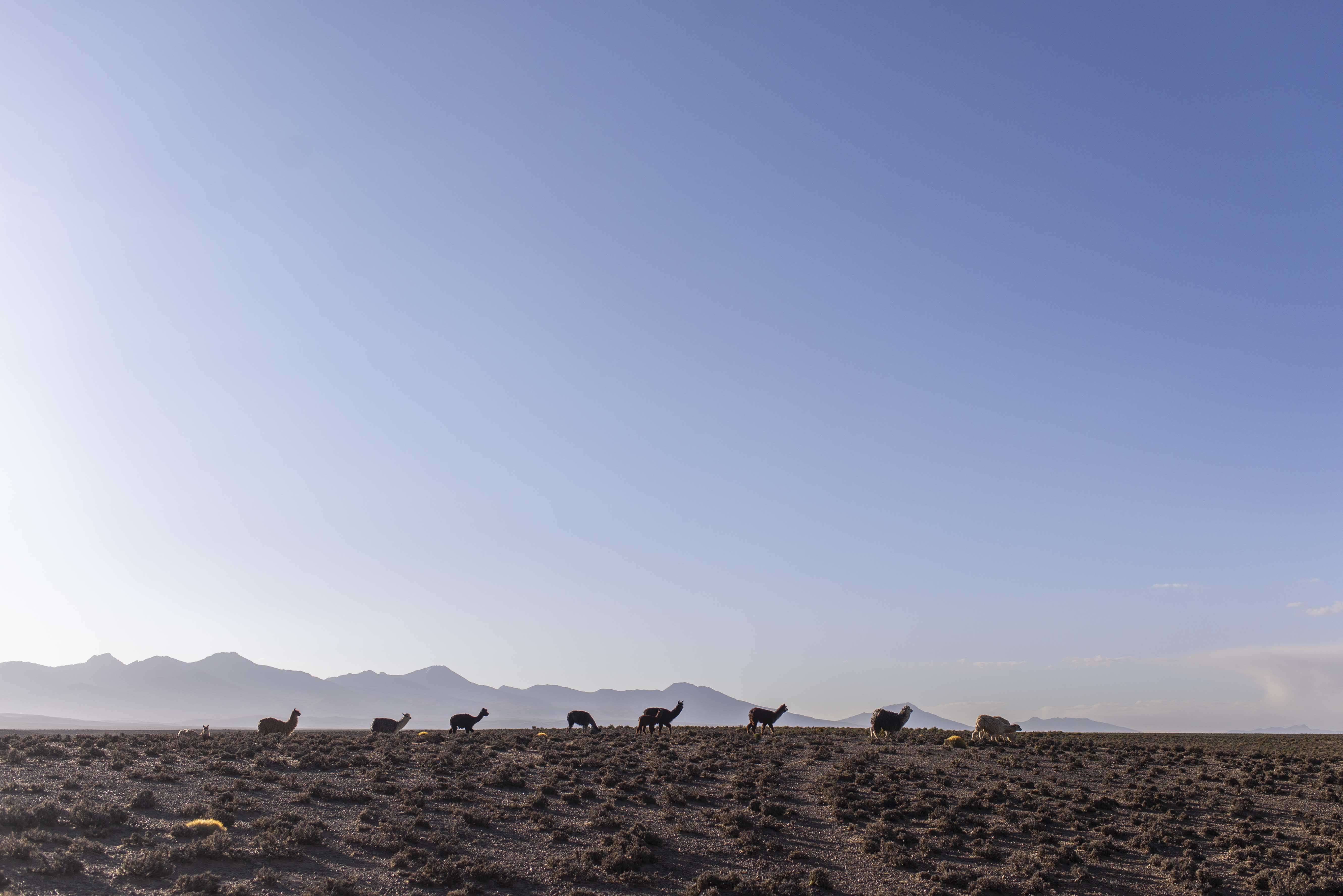 Llamas siendo arriadas en los montes de Visviri, 2021