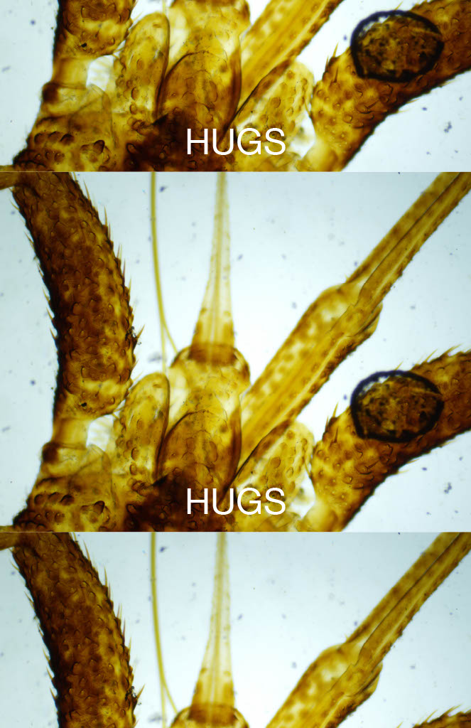 Hugs Poster, 2022