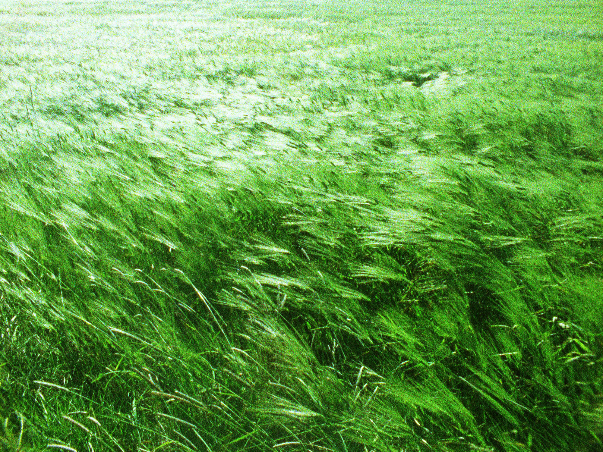 At Any Given Moment, Grass 1, 2009; video projection:16mm film screened as single-channel video projected at architectural scale, color, sound by Drew Schnurr; continuous loop, 5 minutes. (still frame)